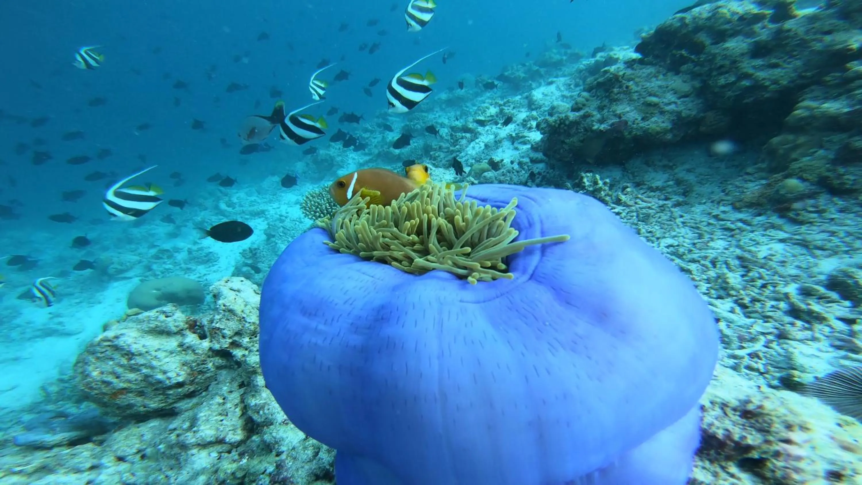 Snorkeling in Dhangethi INN