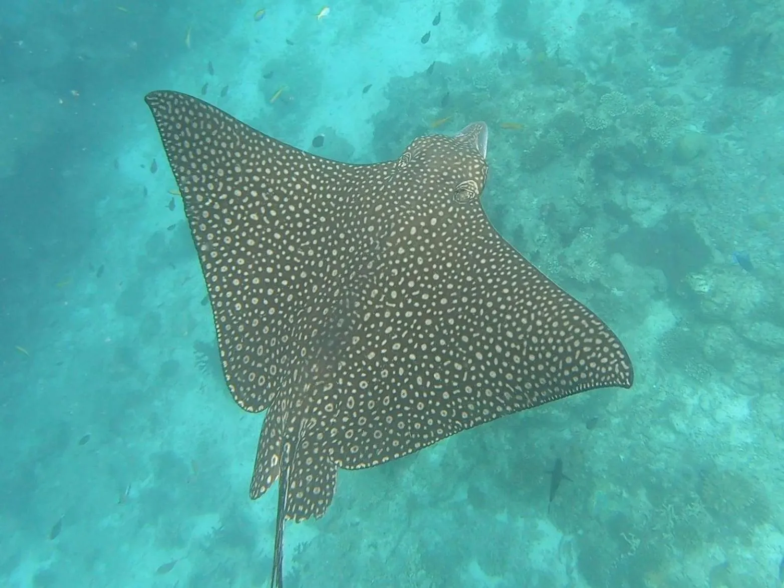 Animals in Dhangethi INN