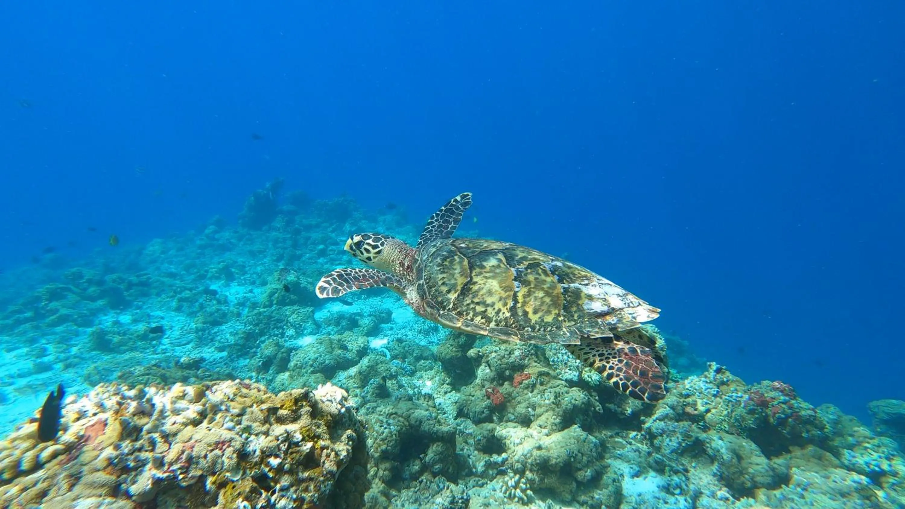 Snorkeling in Dhangethi INN