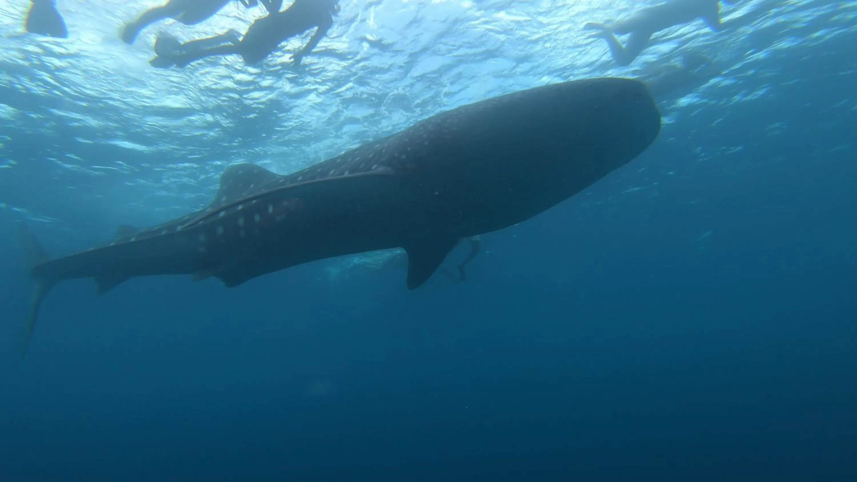 Snorkeling in Dhangethi INN