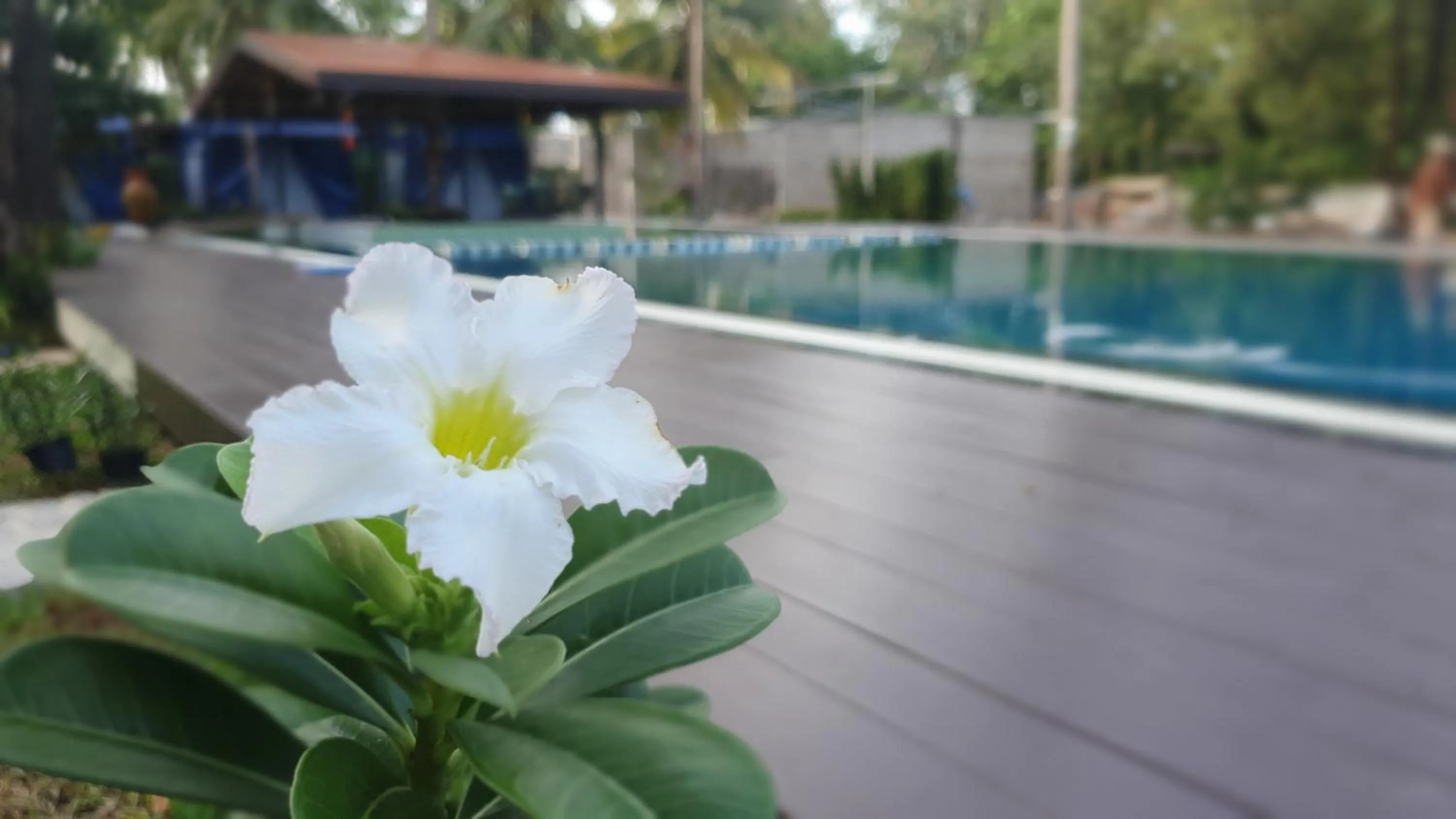 Swimming pool in Moonshine Resort Chumphon