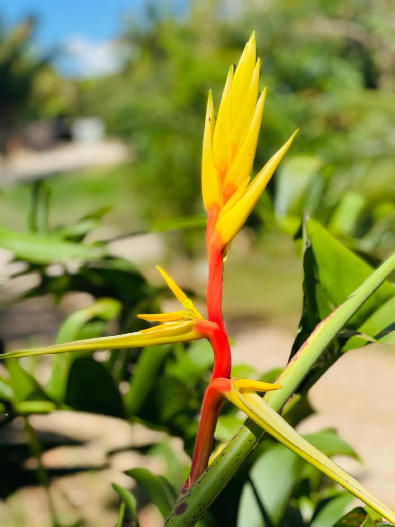 Garden in Mariposa Jungle Lodge