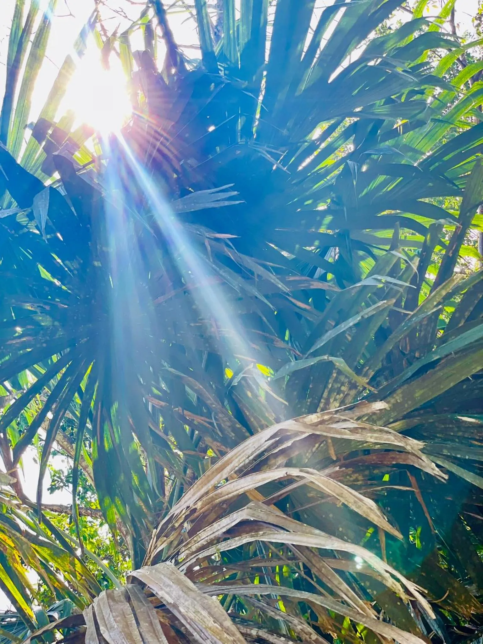 Garden in Mariposa Jungle Lodge