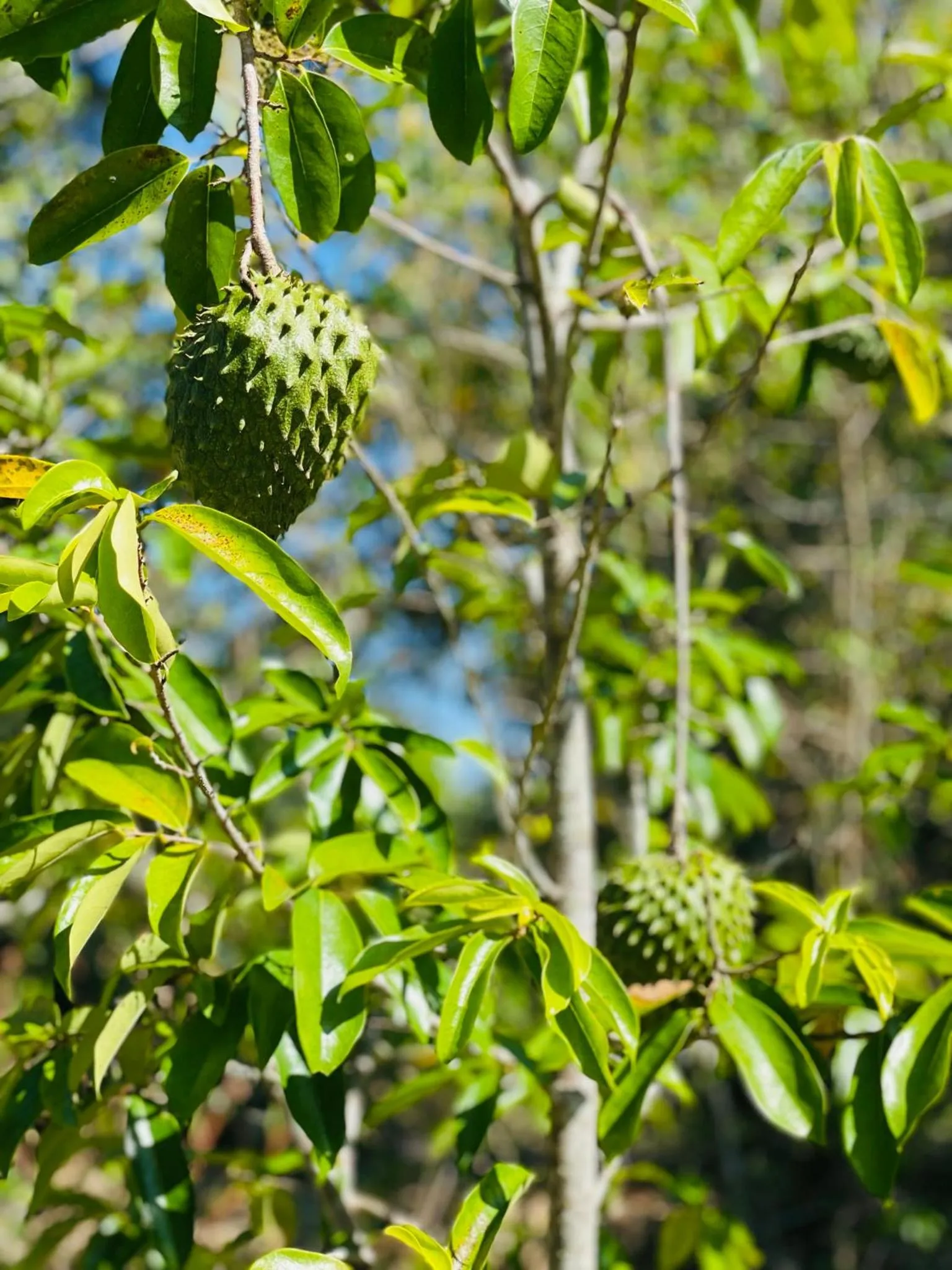 Garden in Mariposa Jungle Lodge