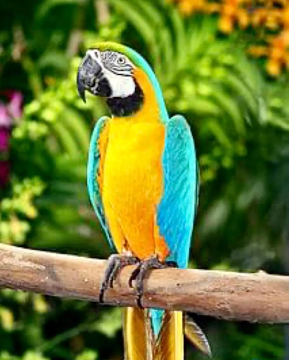 Decorative detail in Mariposa Jungle Lodge