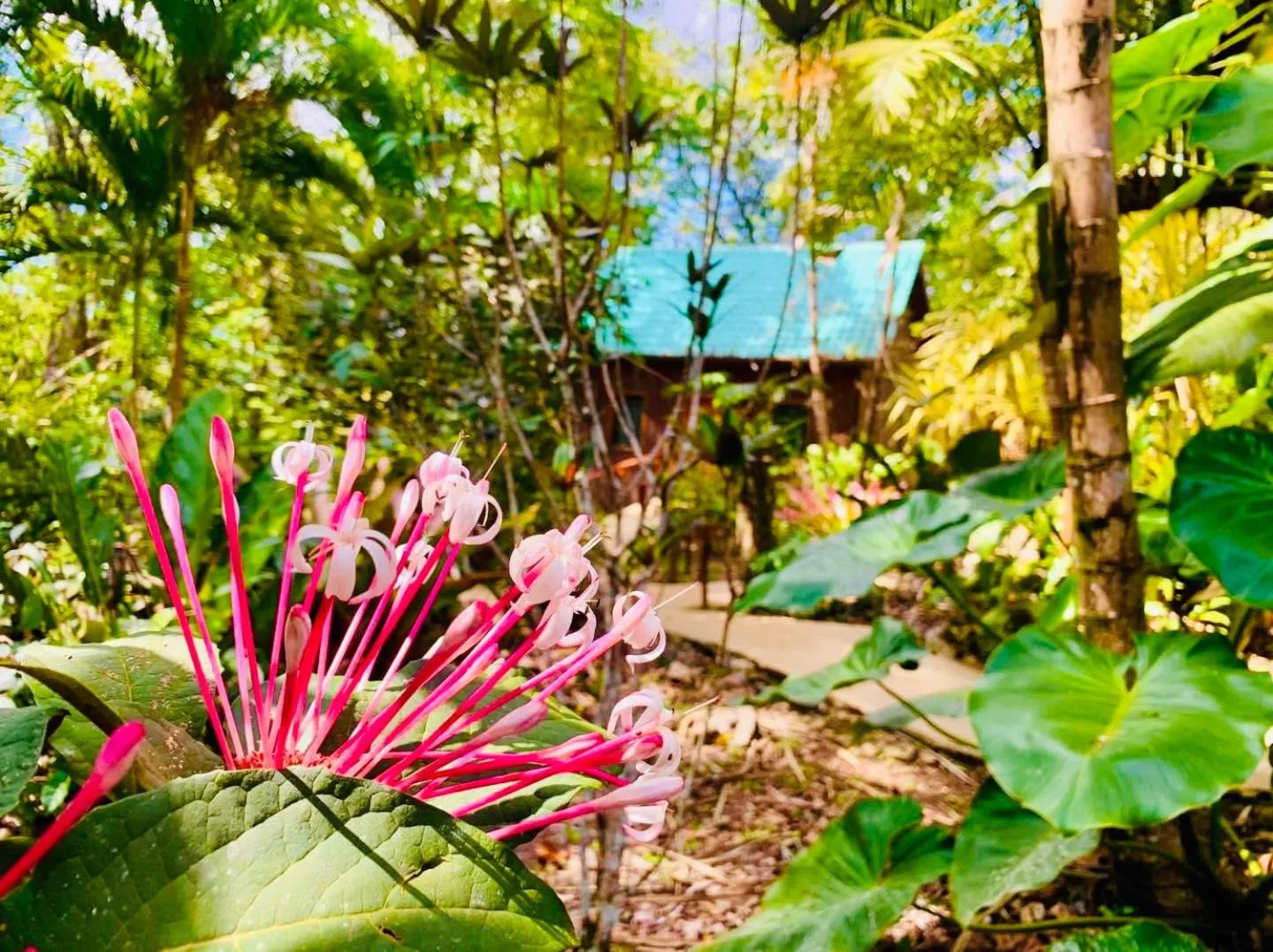Garden in Mariposa Jungle Lodge