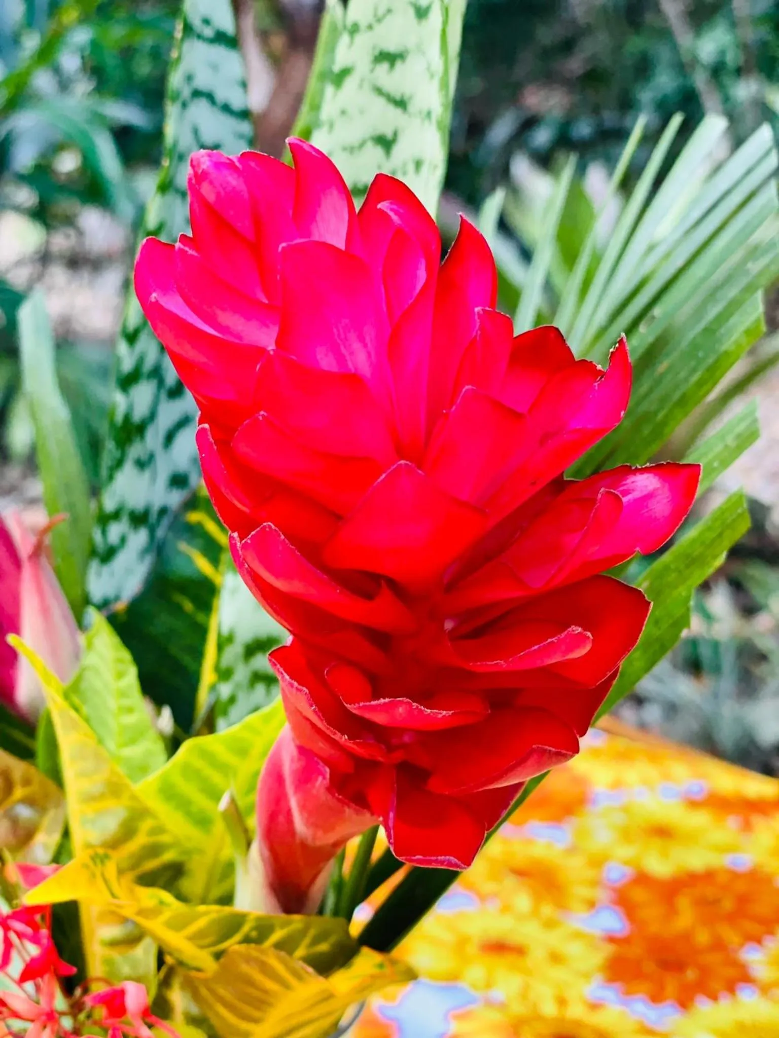 Garden in Mariposa Jungle Lodge
