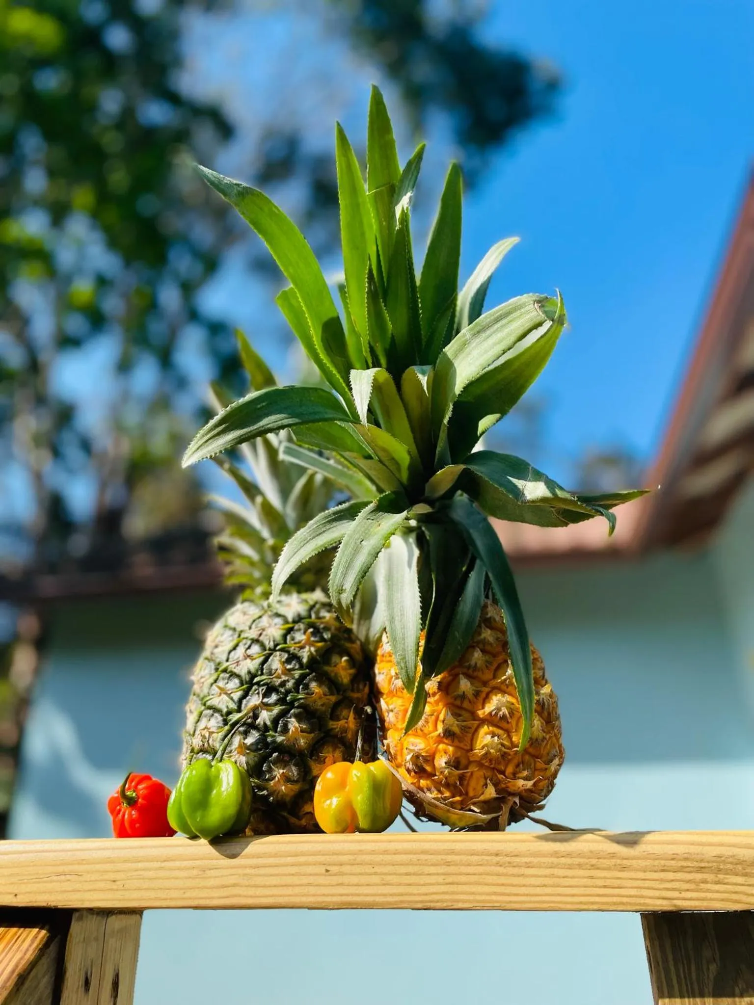 Garden in Mariposa Jungle Lodge