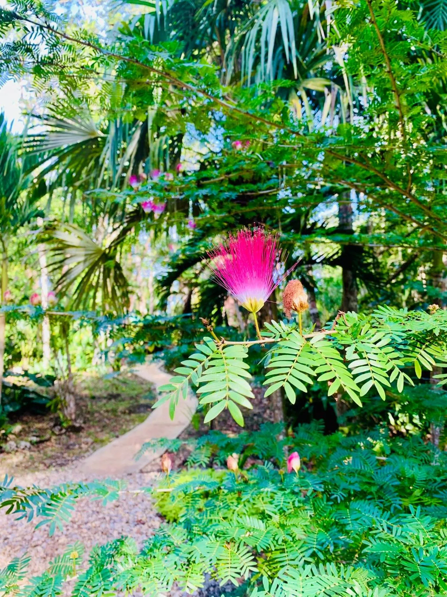 Garden in Mariposa Jungle Lodge