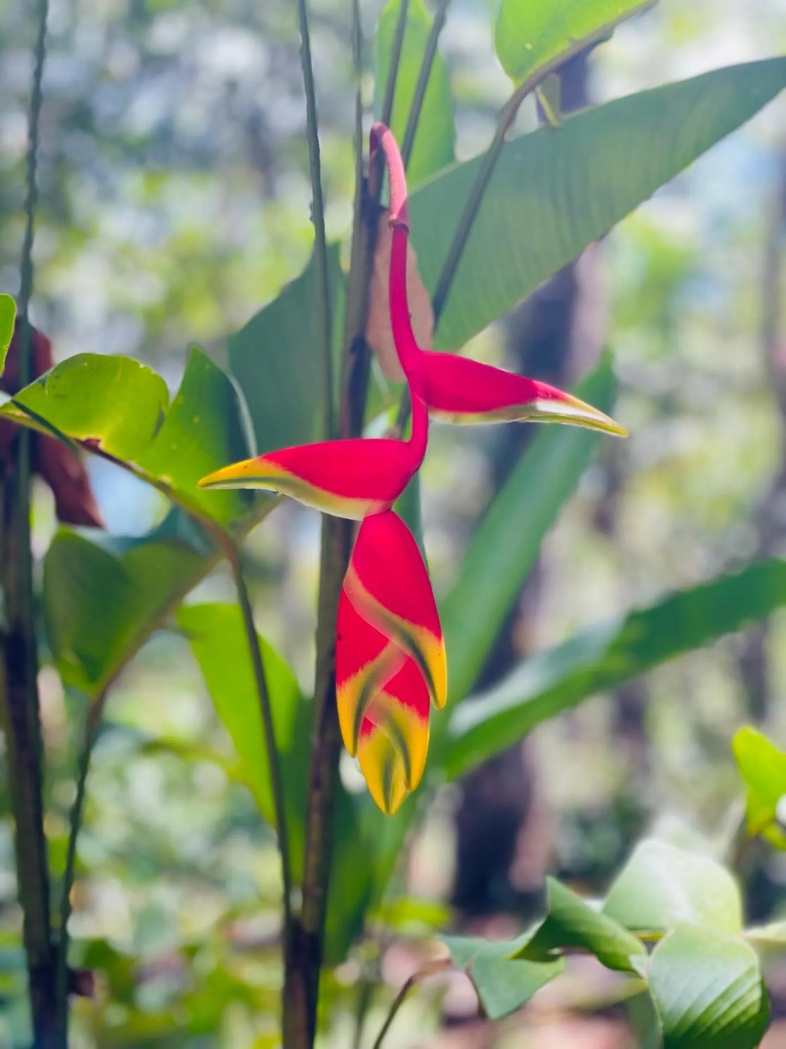 Garden in Mariposa Jungle Lodge
