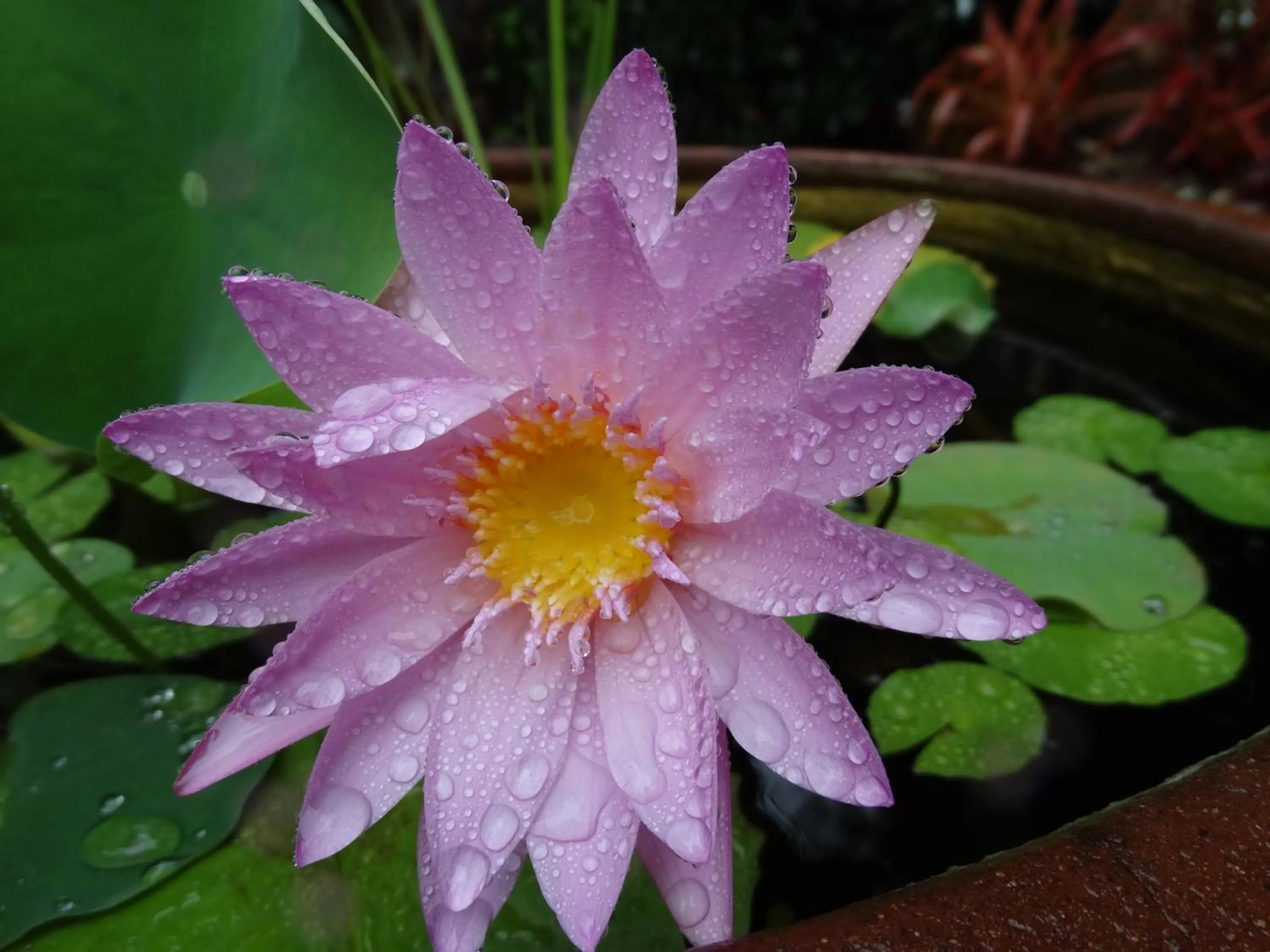 Garden in Noosa Valley Manor B&B