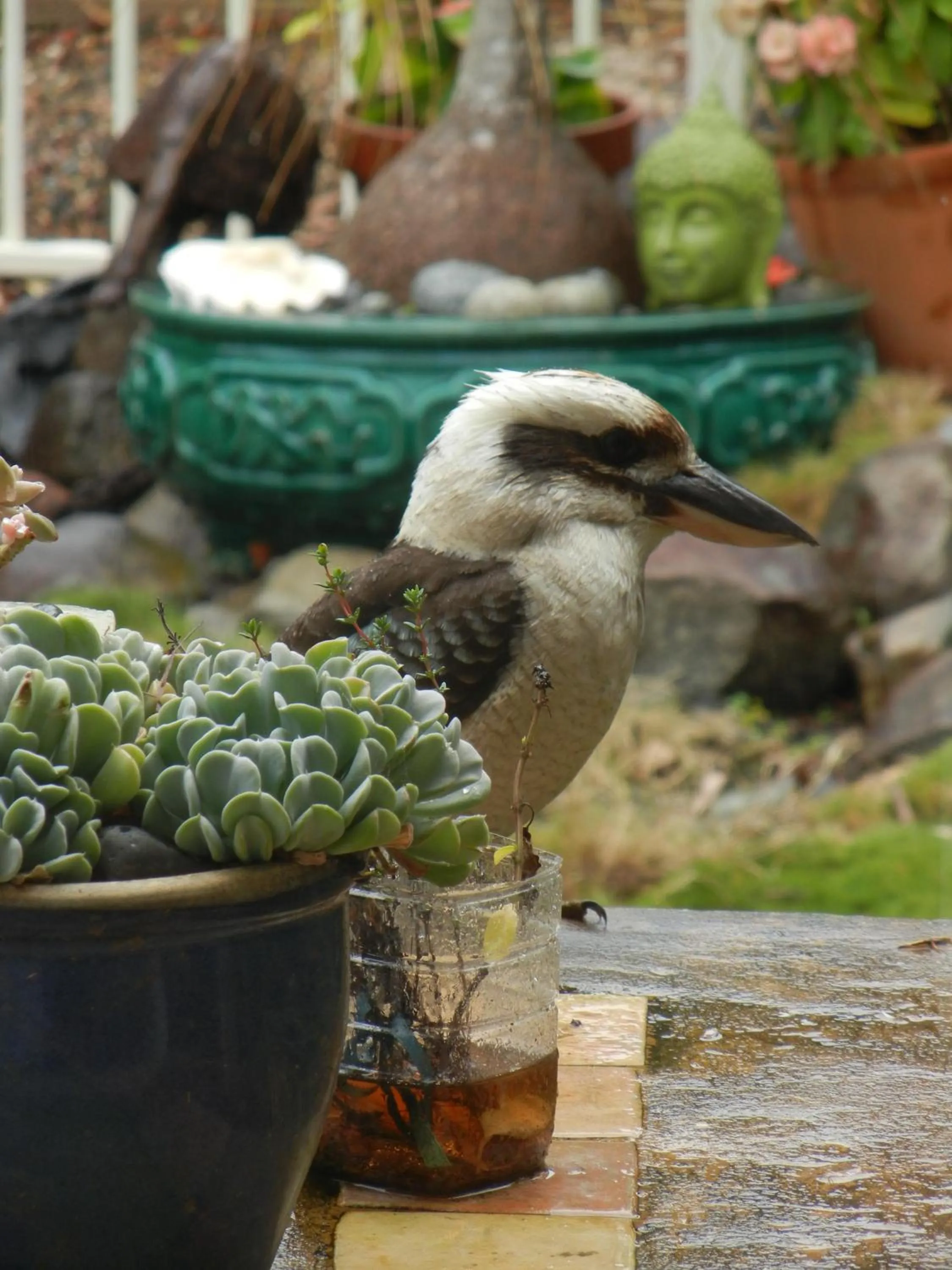 Garden in Noosa Valley Manor B&B