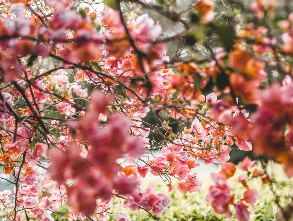 Garden in Noosa Valley Manor B&B