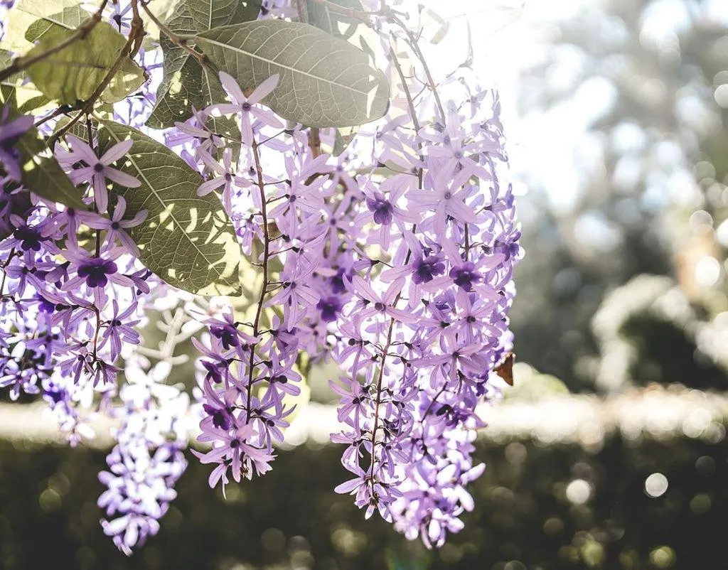 Garden in Noosa Valley Manor B&B