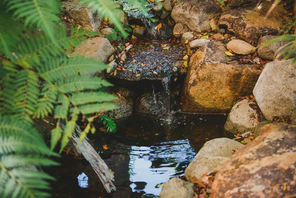 Garden in Noosa Valley Manor B&B