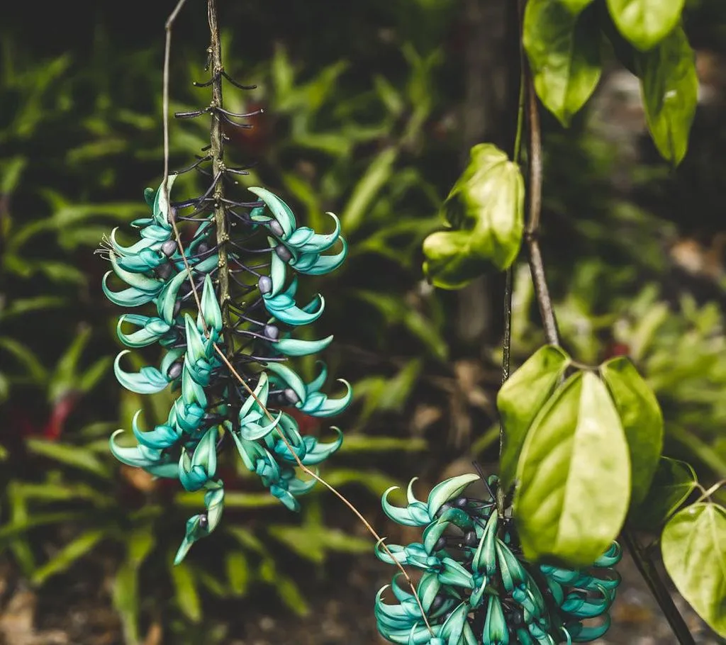 Garden in Noosa Valley Manor B&B