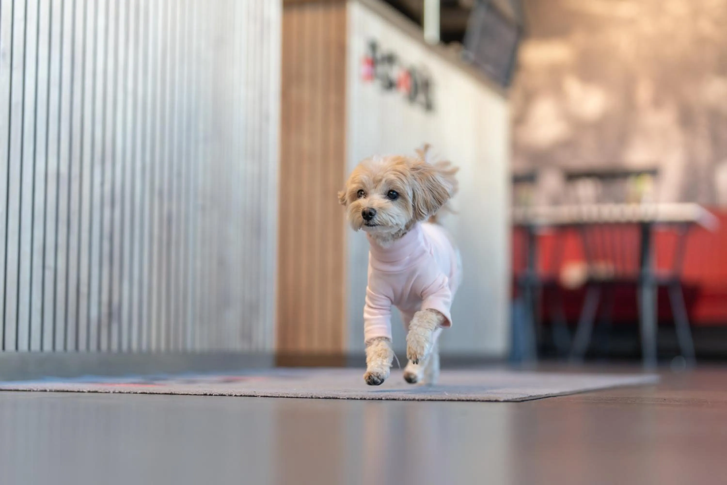 Pets in House of Records