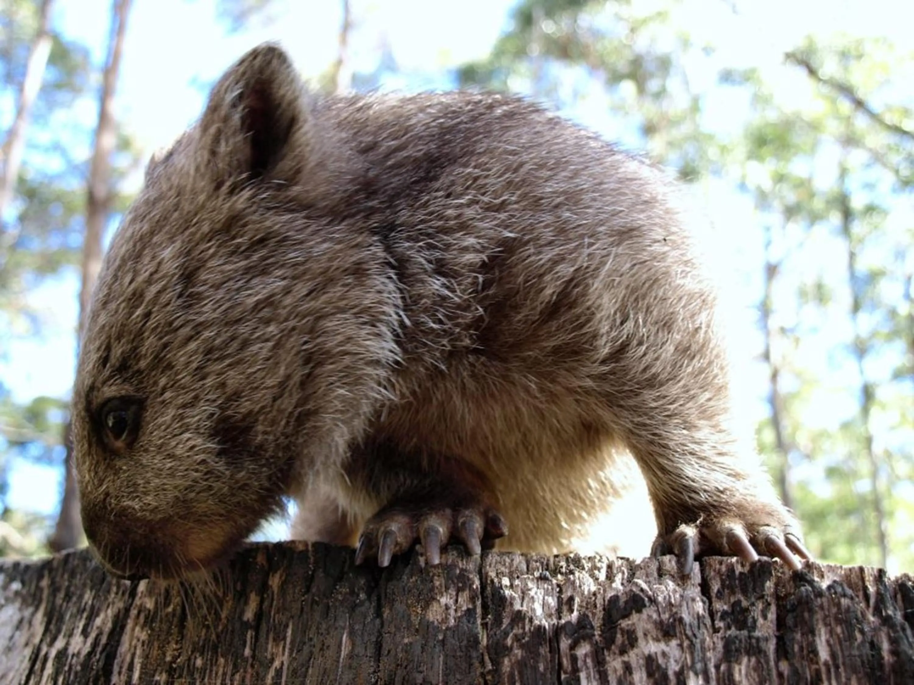 Animals in Lumera Eco Chalets