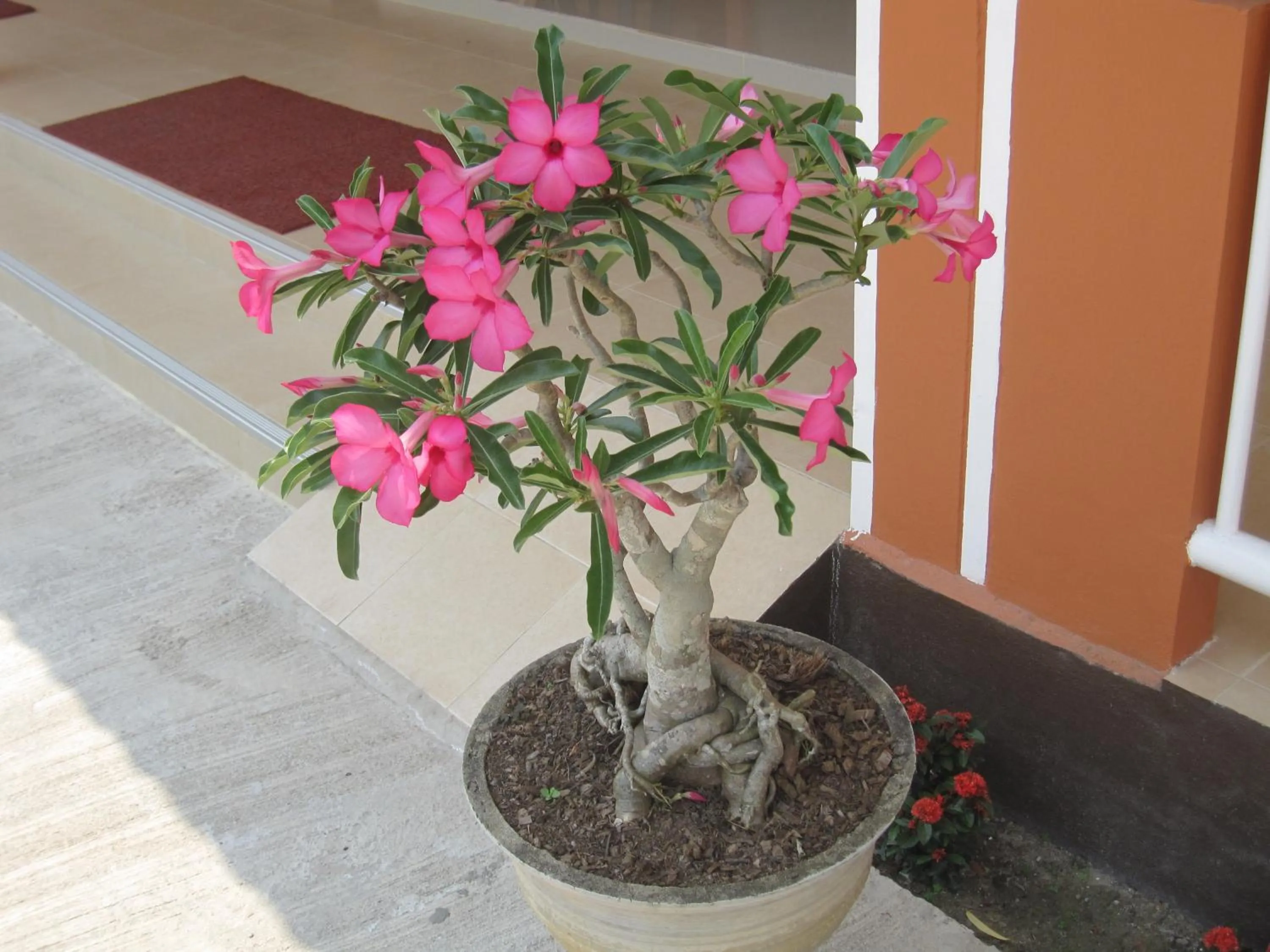 Decorative detail in Cordelia Chiangrai