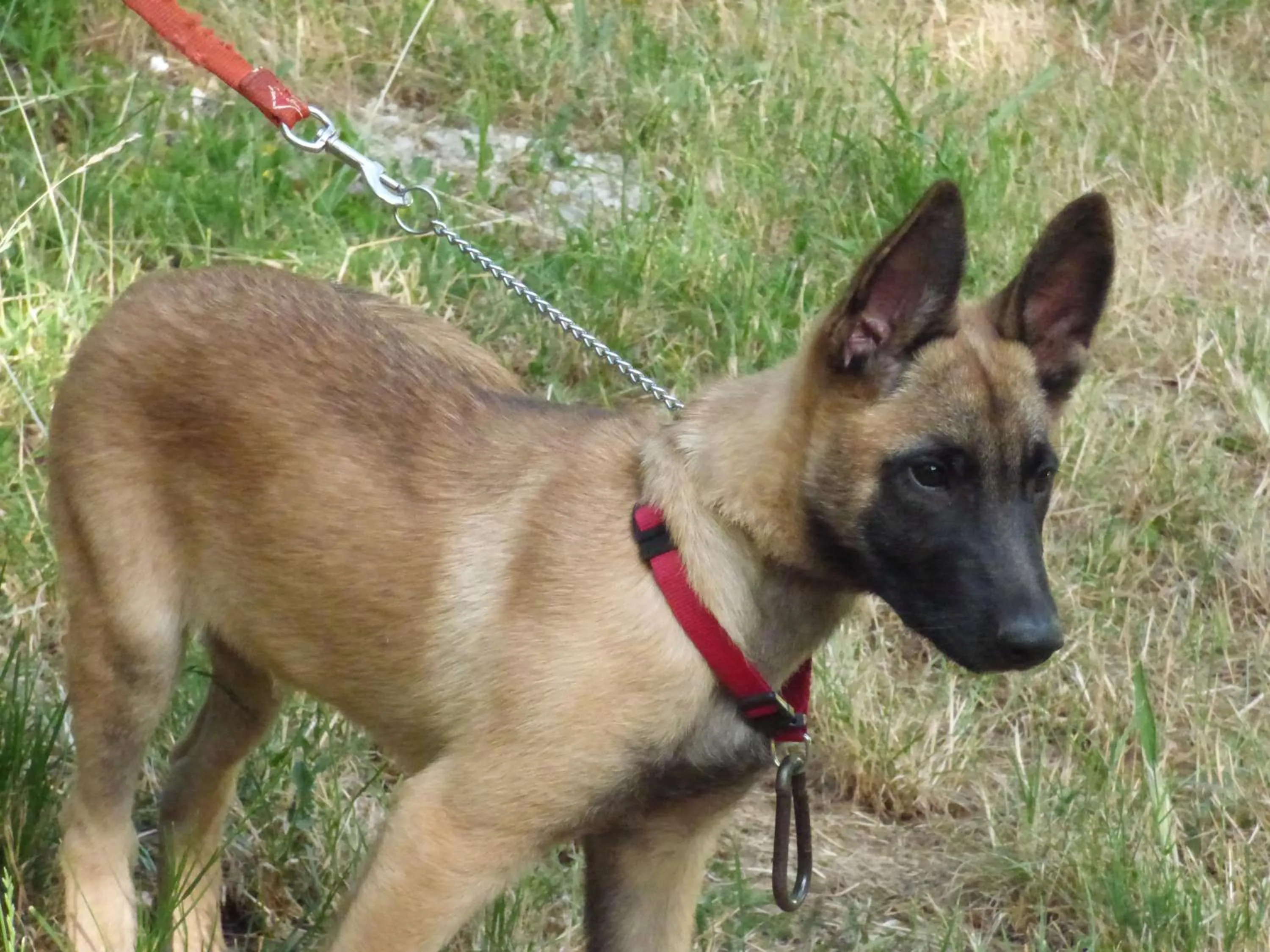 Pets in Domaine de Malouziès