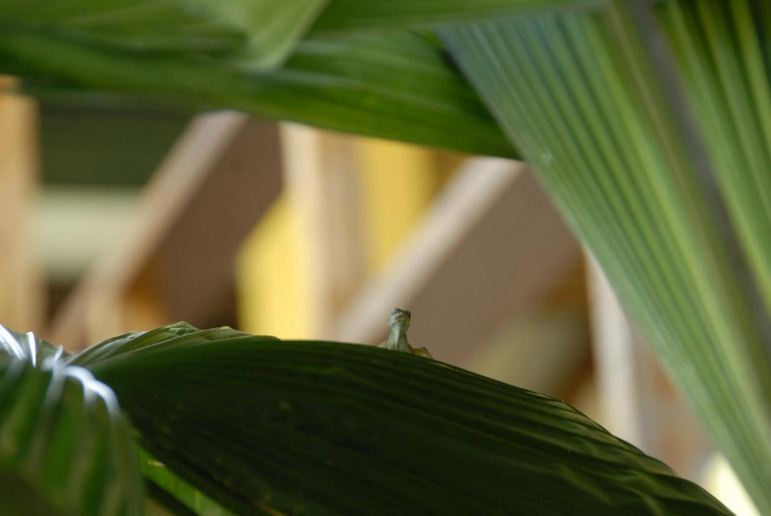 Decorative detail in Hotel Boutique La Casa de las Flores