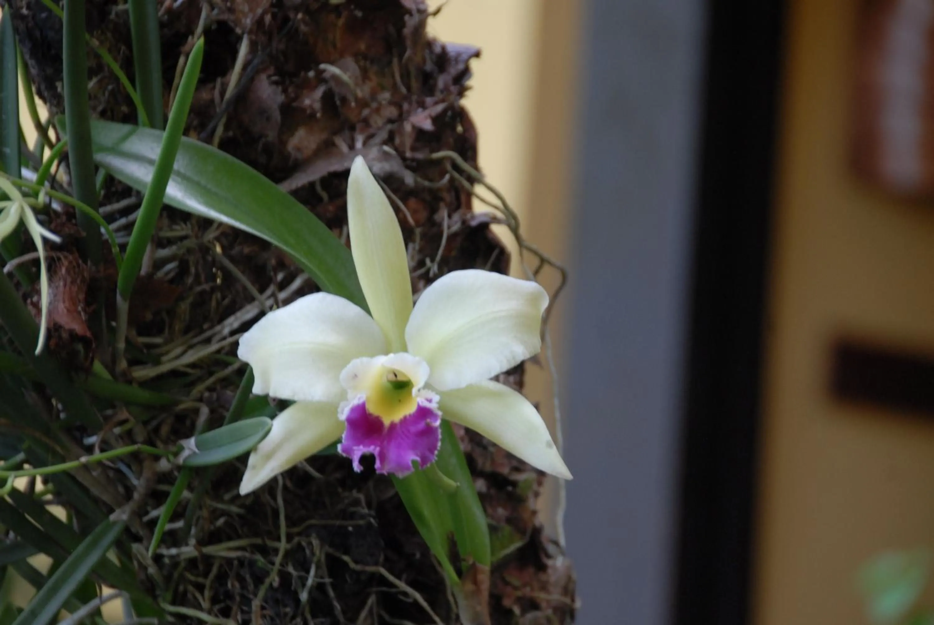 Decorative detail in Hotel Boutique La Casa de las Flores