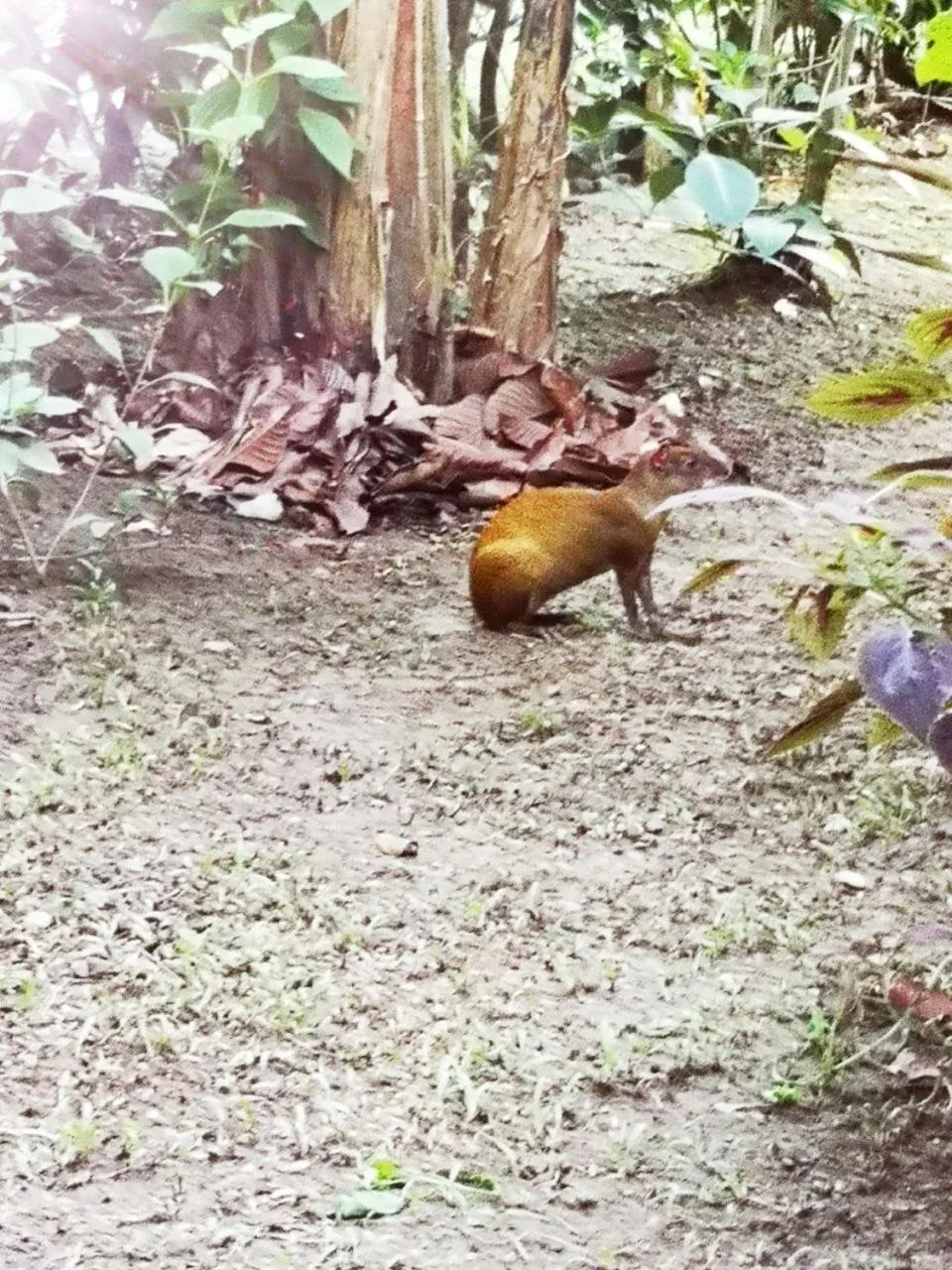 BBQ facilities in Hotel Casitas Mar y Luz