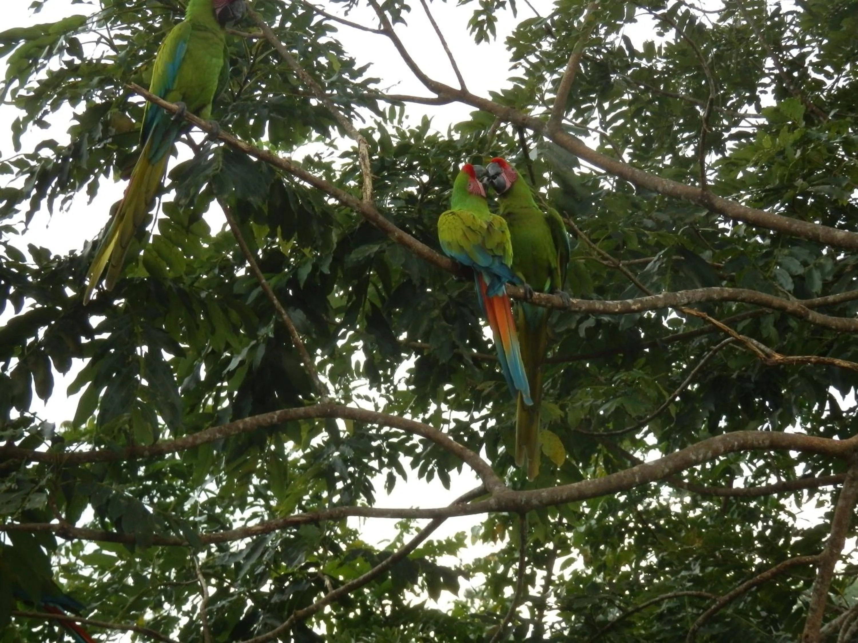 Animals in Hotel Casitas Mar y Luz