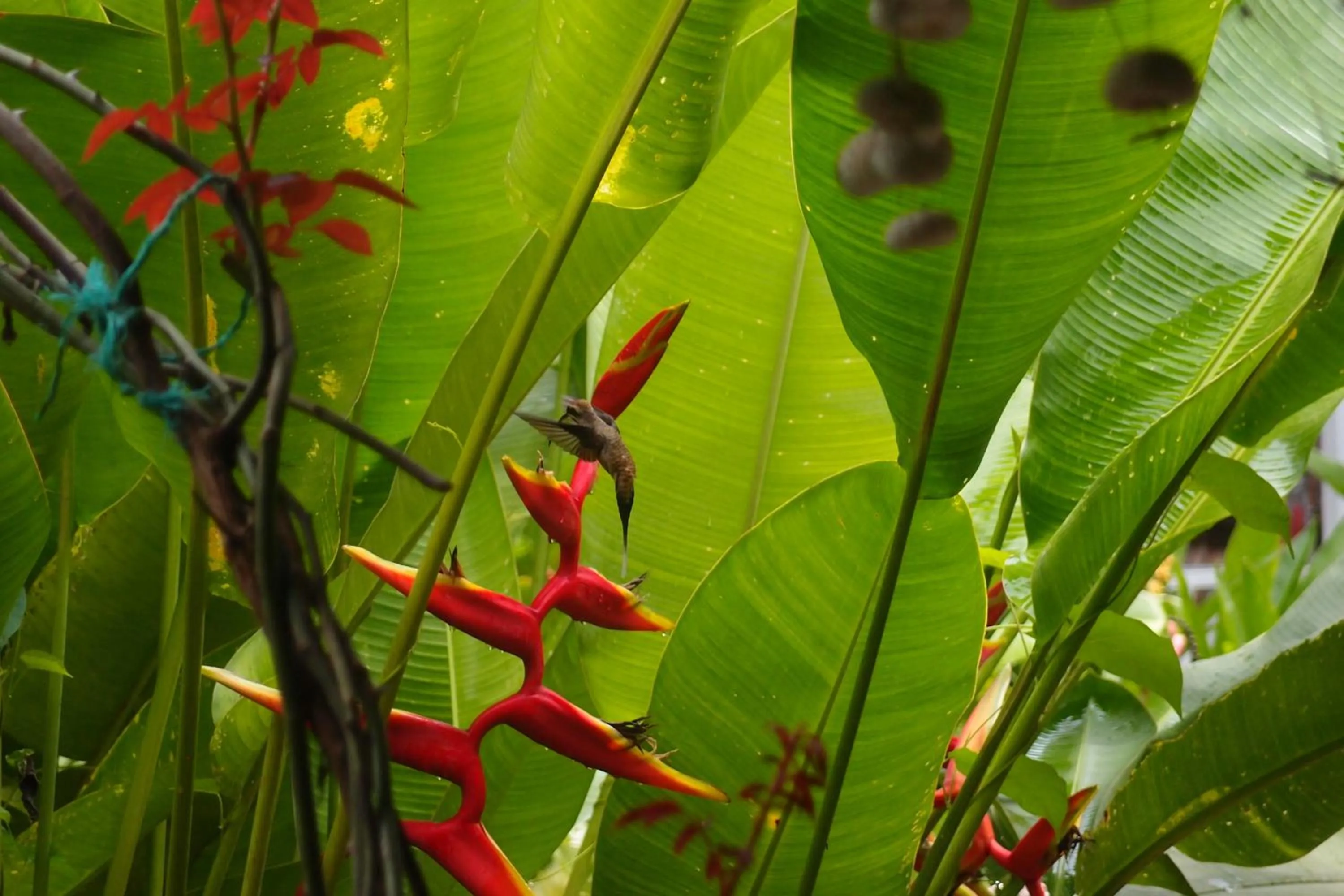 Natural landscape in Hotel Casitas Mar y Luz