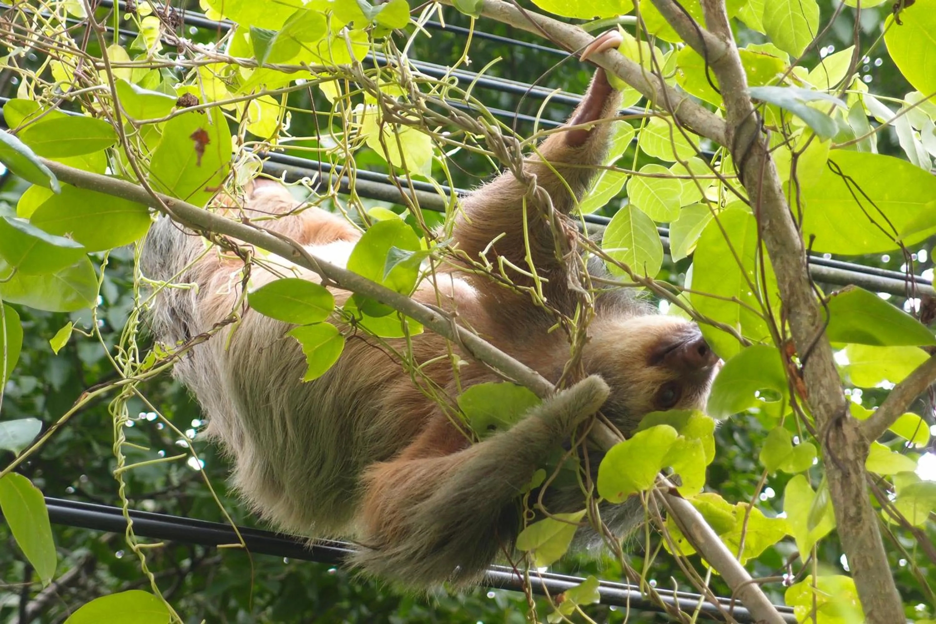 Animals in Hotel Casitas Mar y Luz