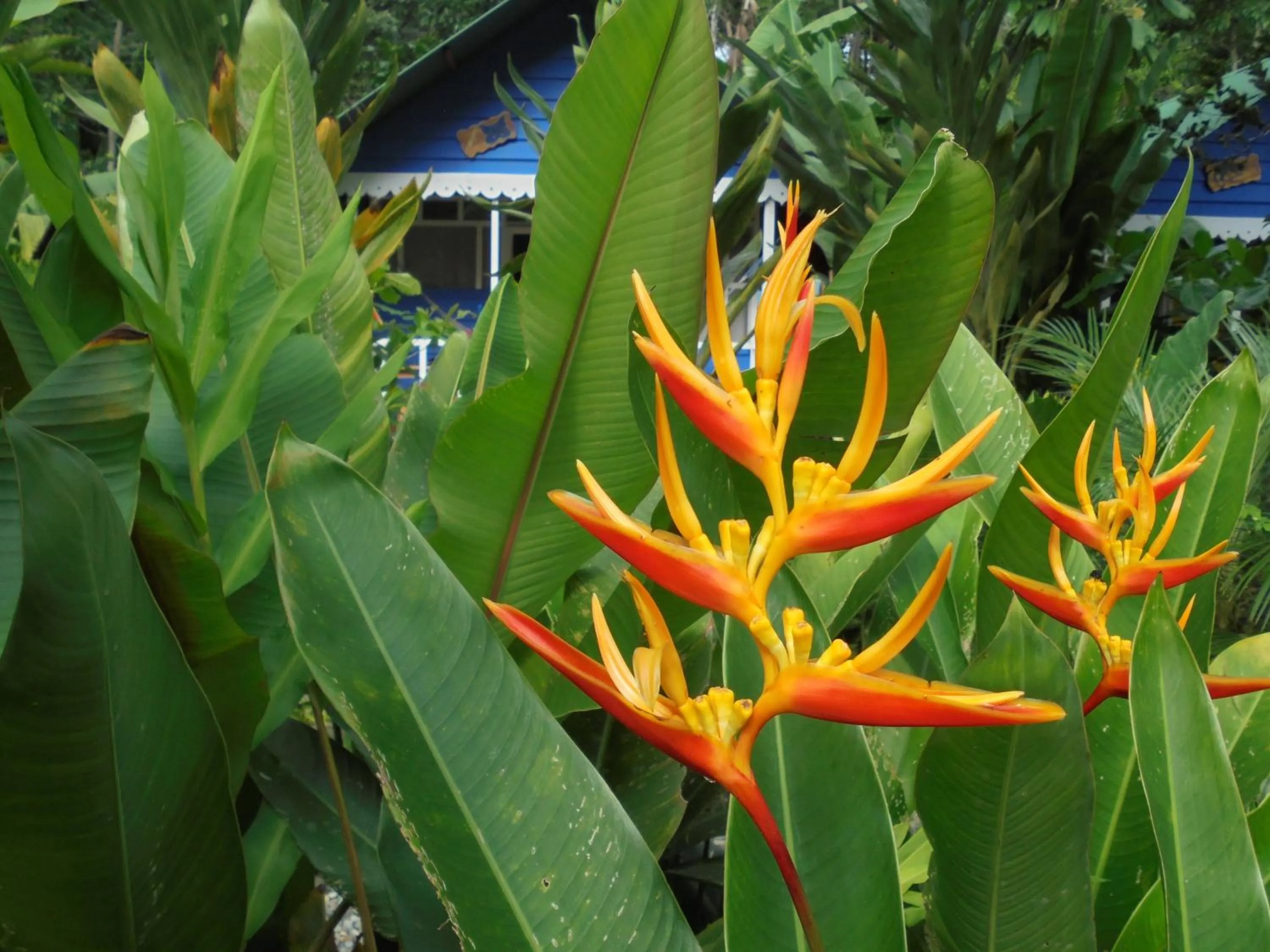 Garden in Hotel Casitas Mar y Luz