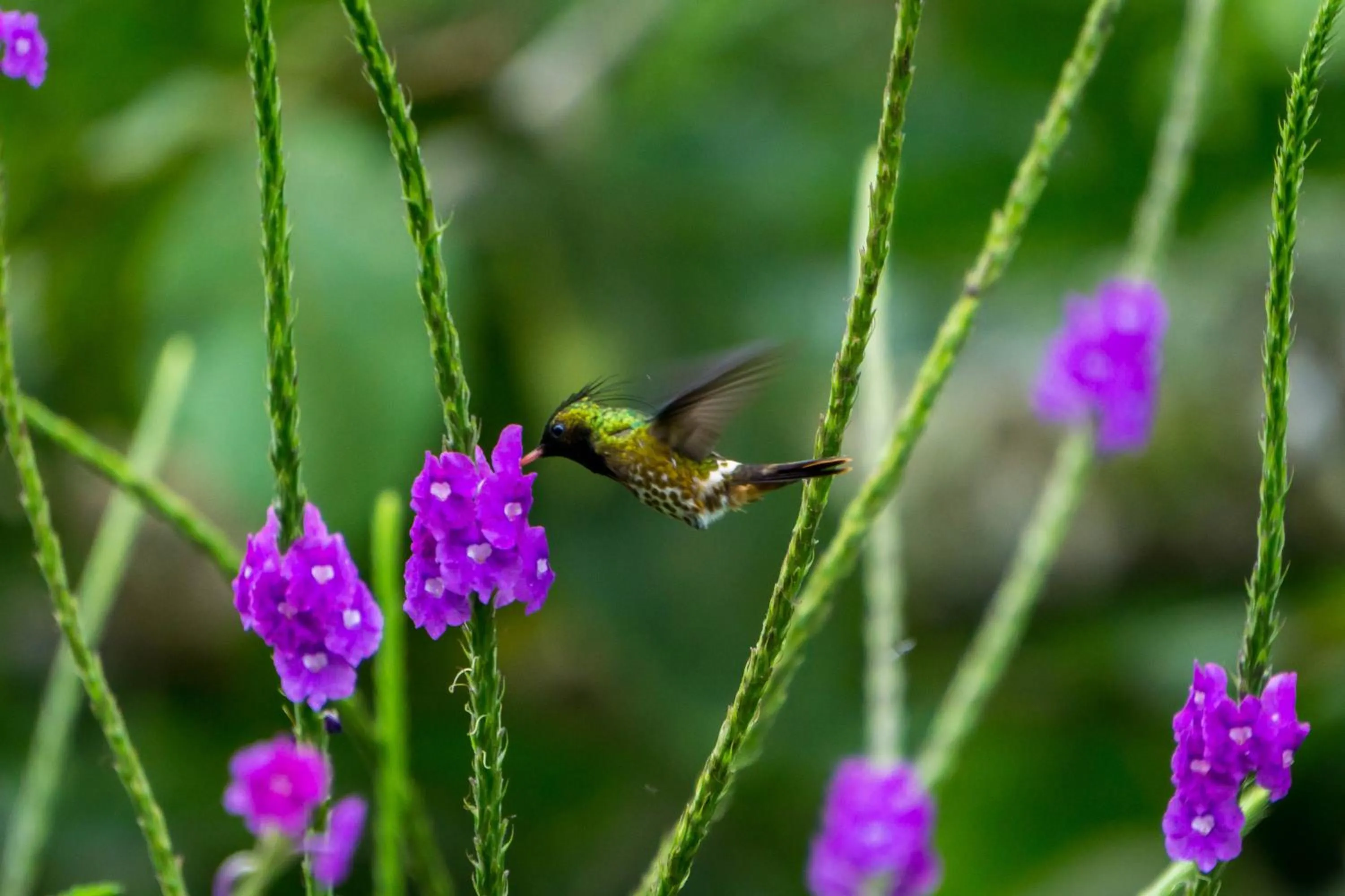 Animals in Arenal Observatory Lodge & Trails