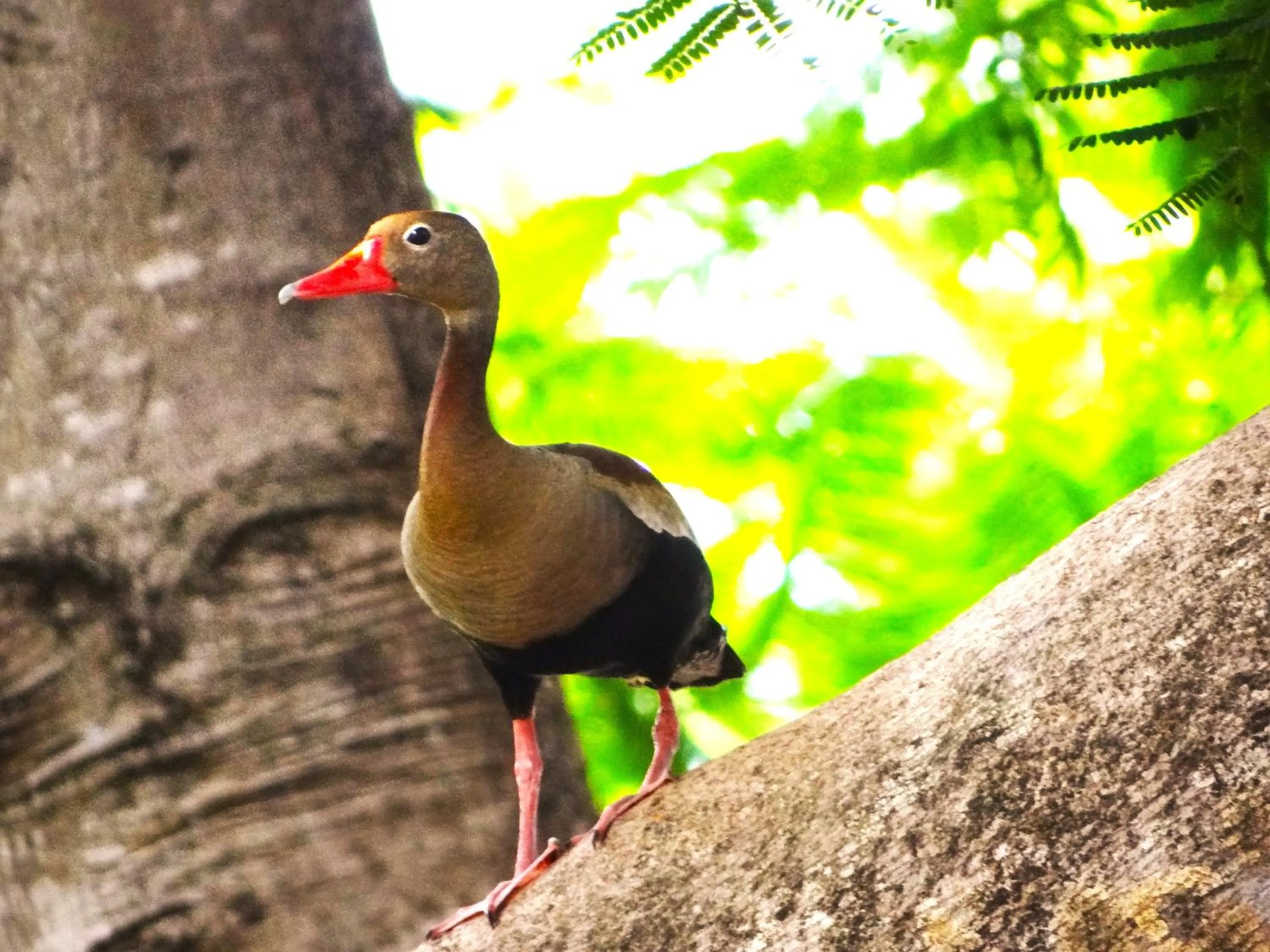 Pousada Fazenda Xaraés