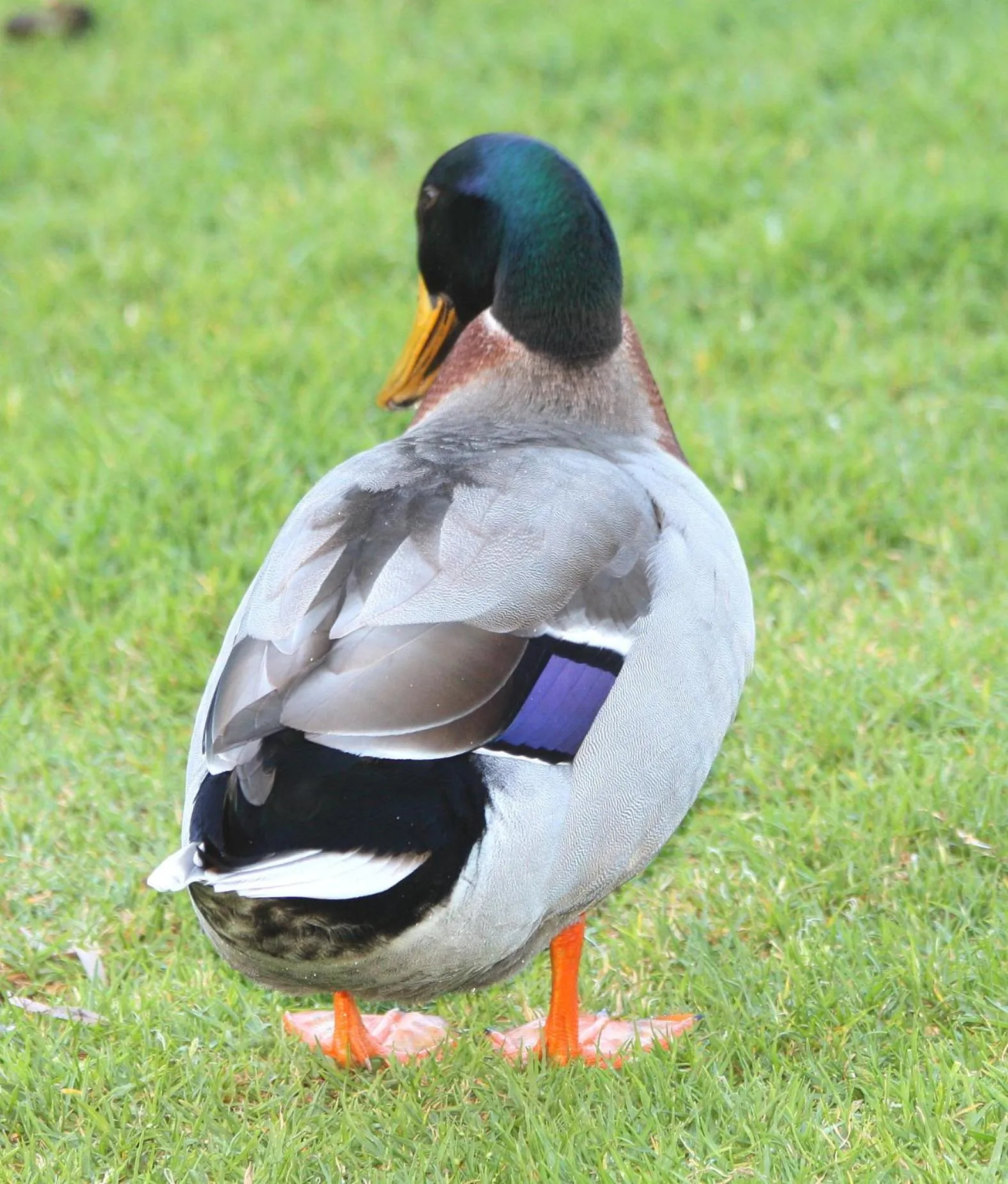 Animals in Riverview Tourist Park