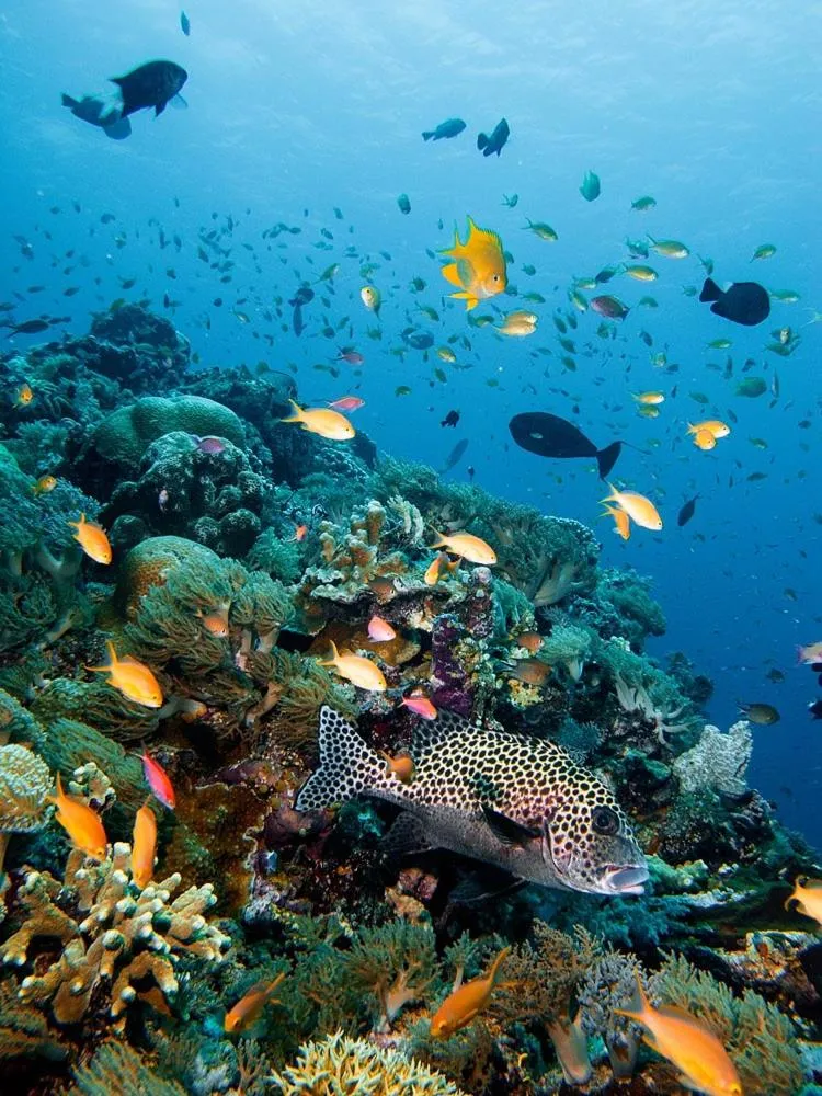Snorkeling in Hotel Magic Tropical