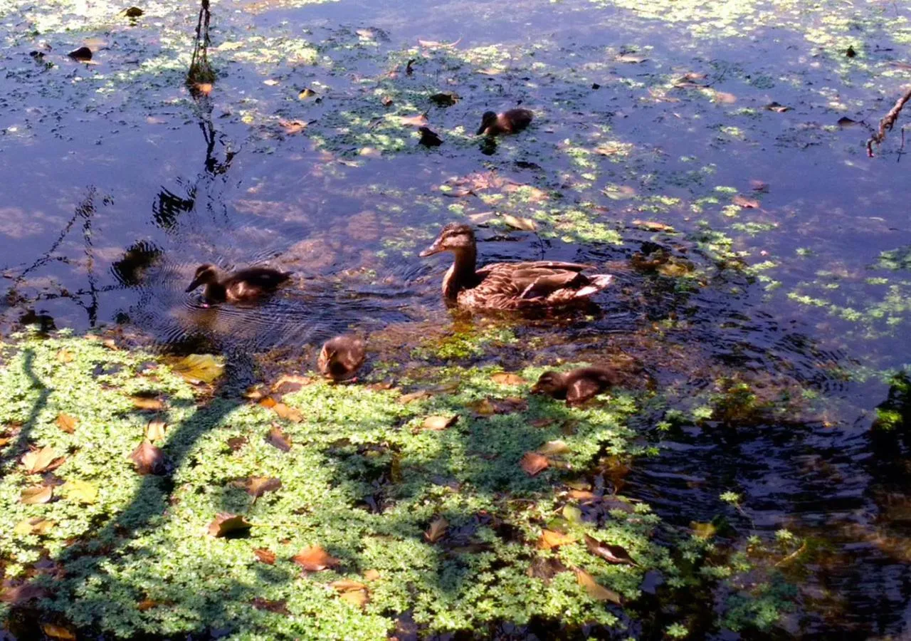 Natural landscape in Chambres d'hôtes Coté Halles