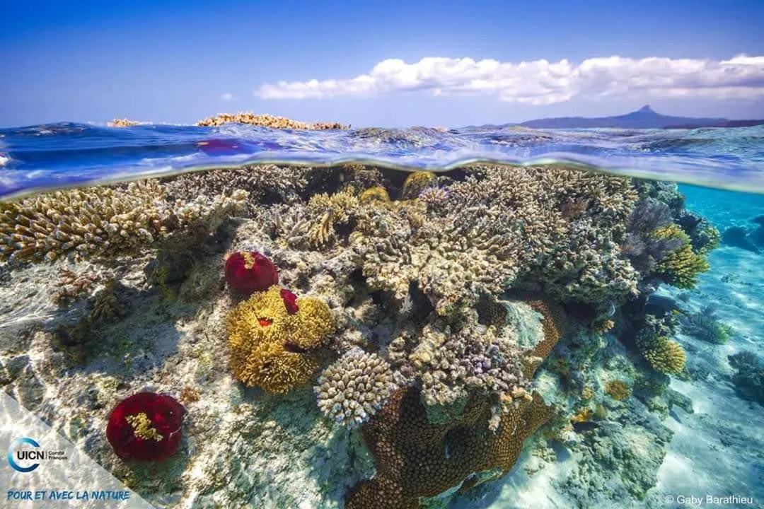 Snorkeling in LE CHISSIOUA
