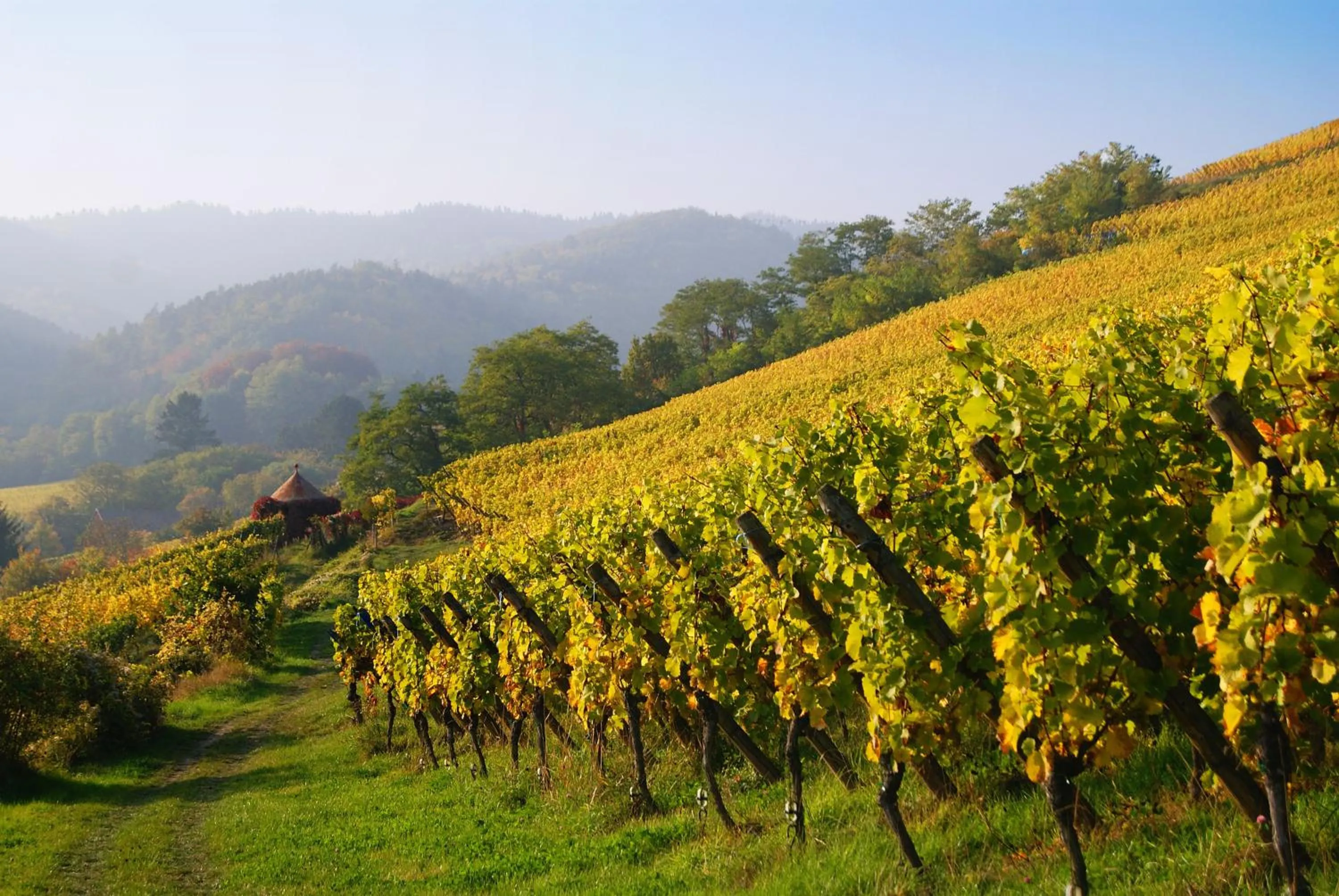 Natural landscape in Best Western Plus Hotel & SPA Le Schoenenbourg