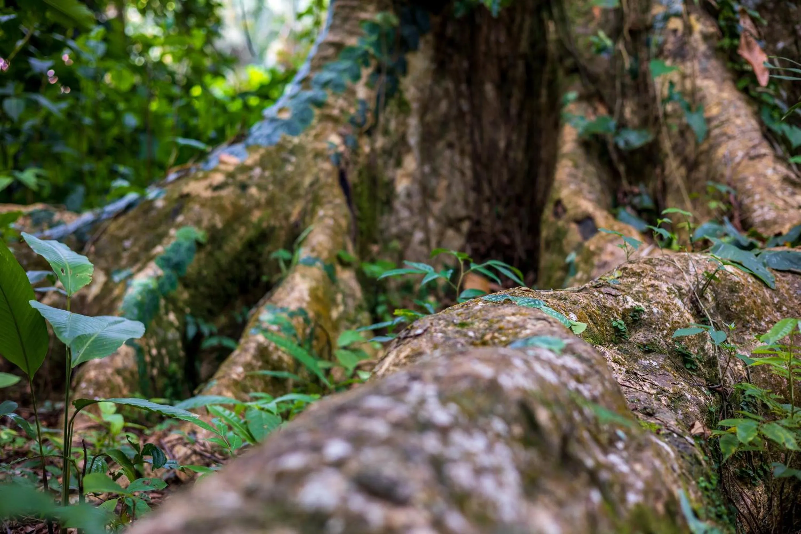 Natural landscape in Namuwoki Lodge