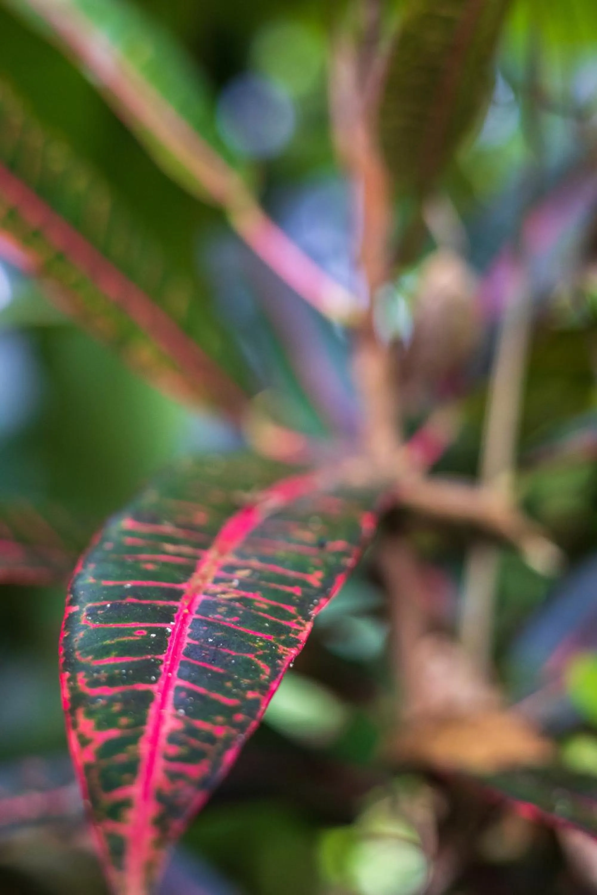 Garden in Namuwoki Lodge