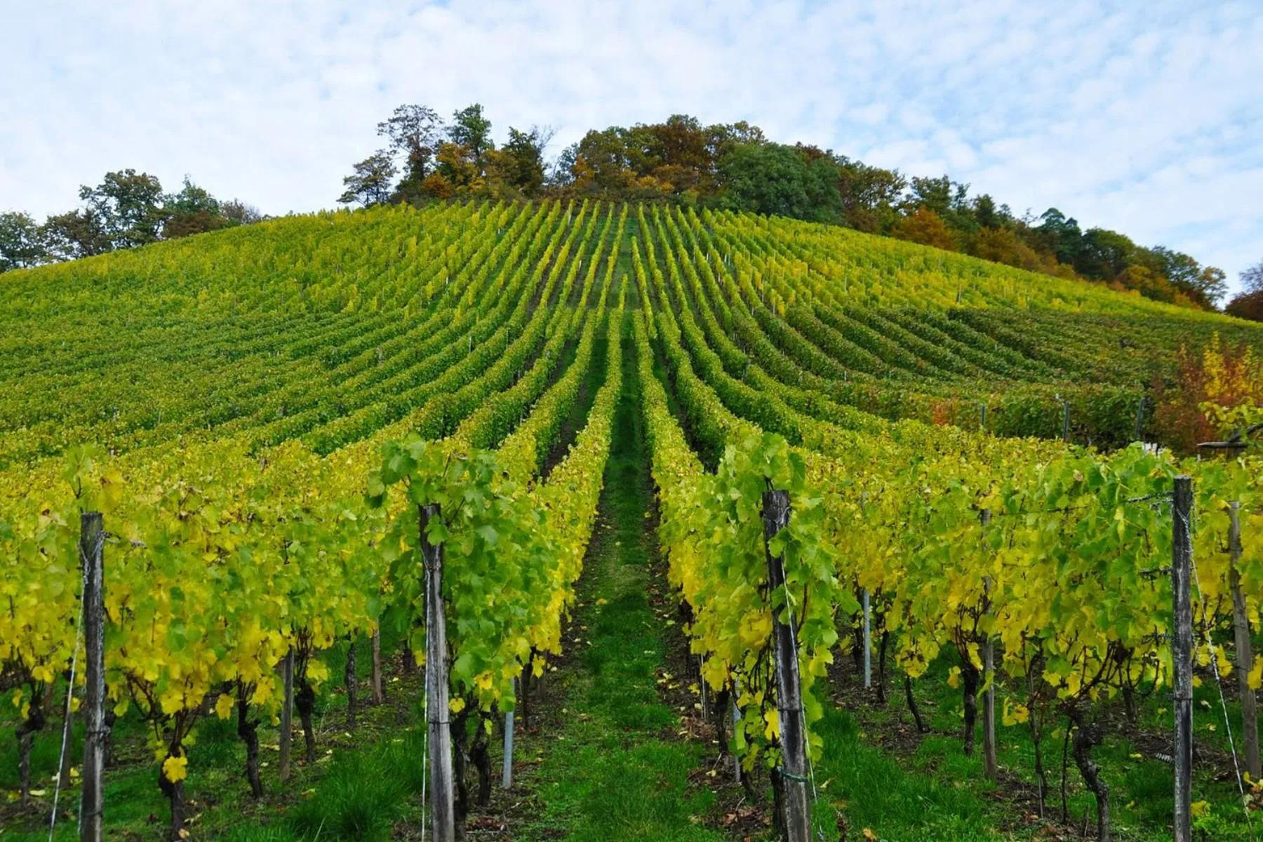 Natural landscape in Villa Lovi