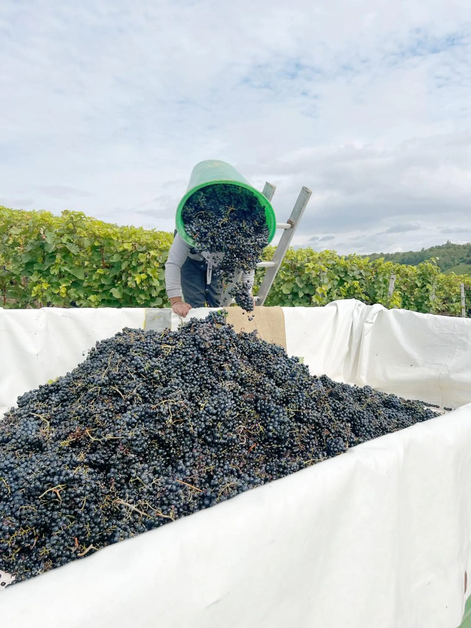 Natural landscape in Greifensteiner Hof