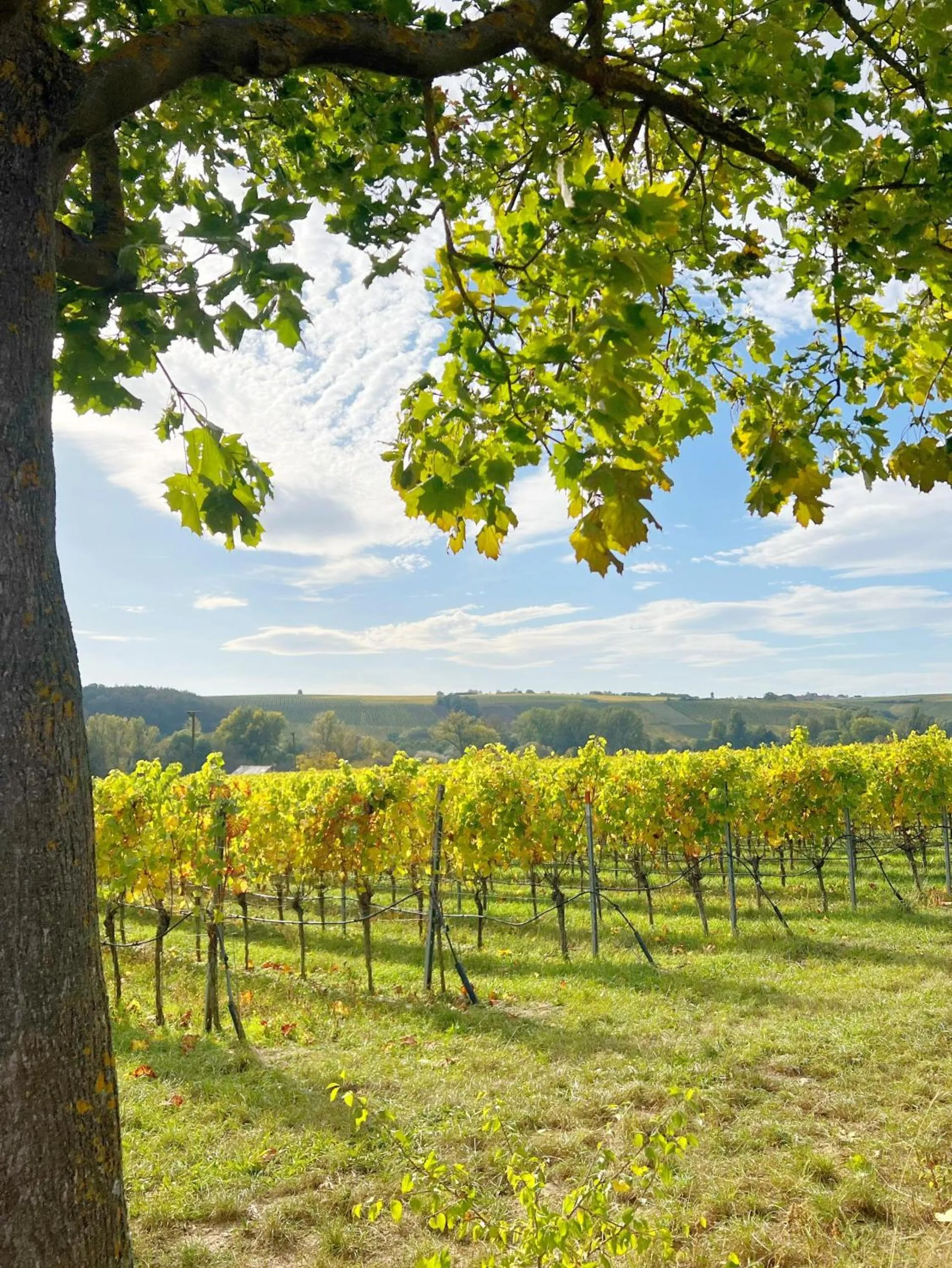 Natural landscape in Greifensteiner Hof