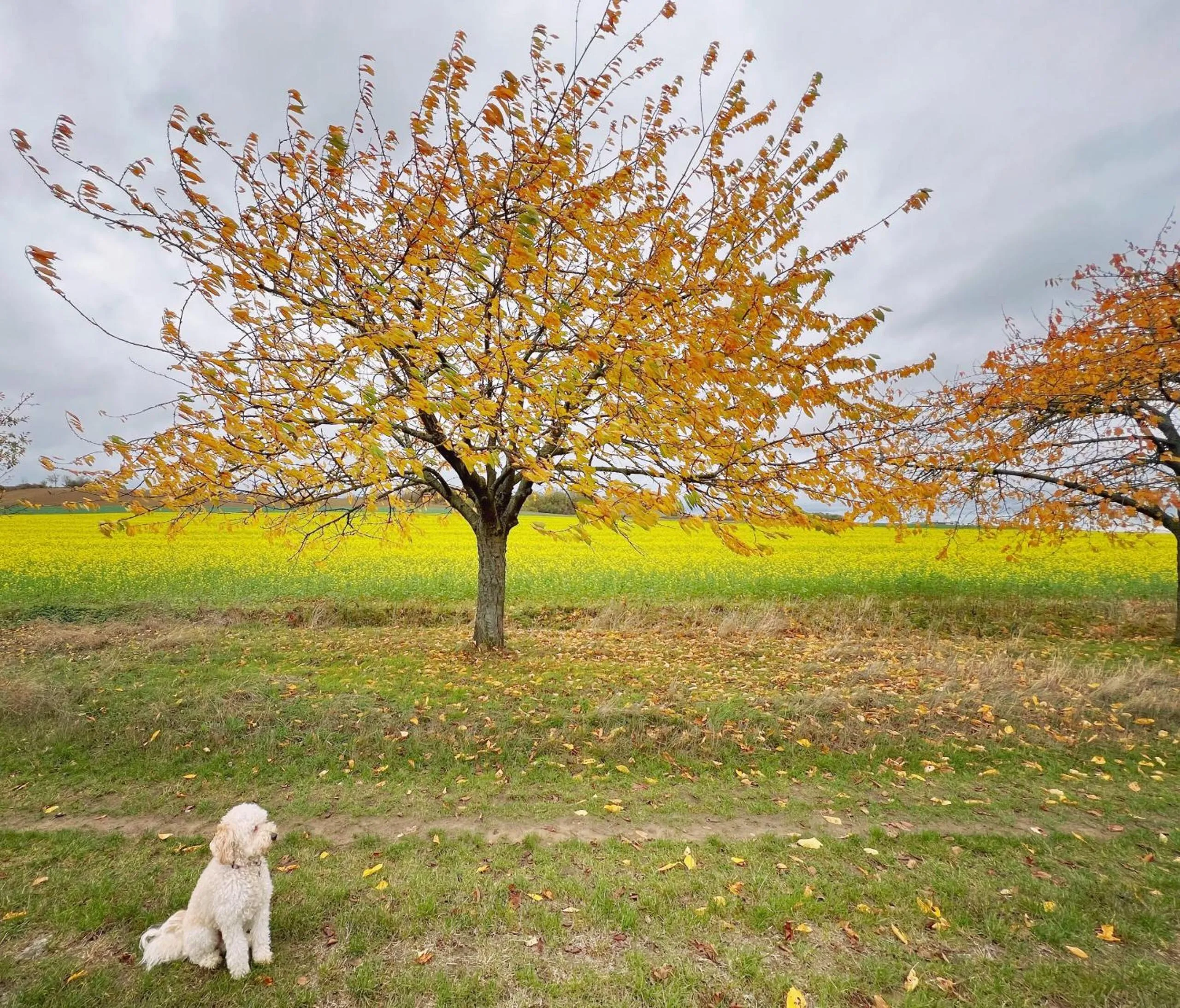 Natural landscape in Greifensteiner Hof