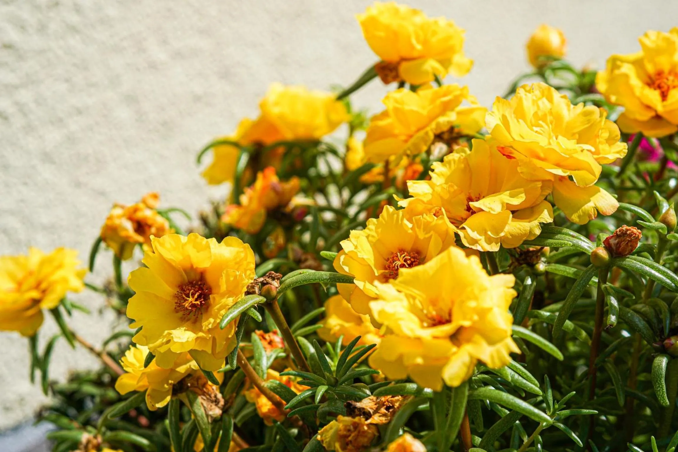 Garden in SP-Appartements