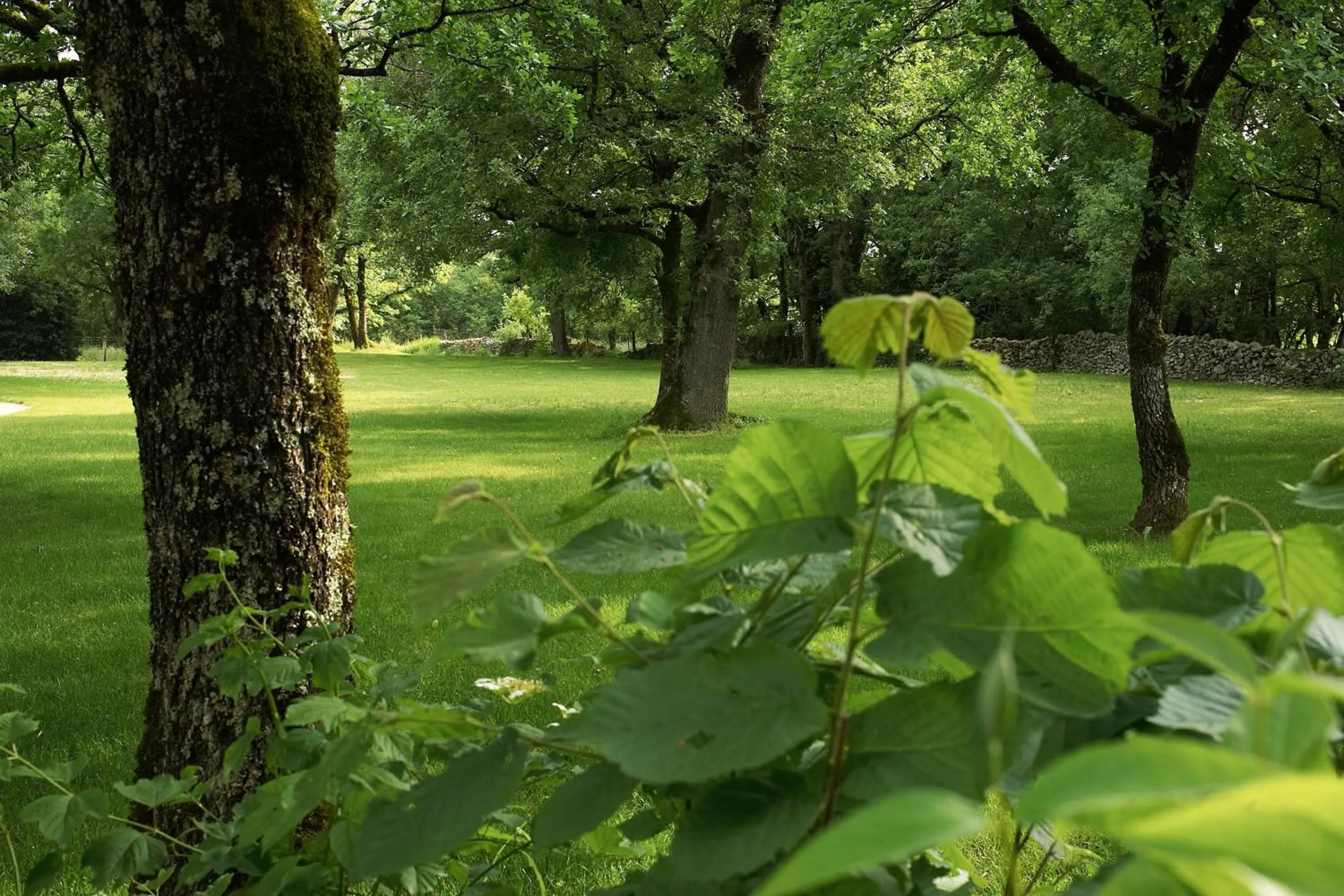 Garden in Hôtel Les Esclargies