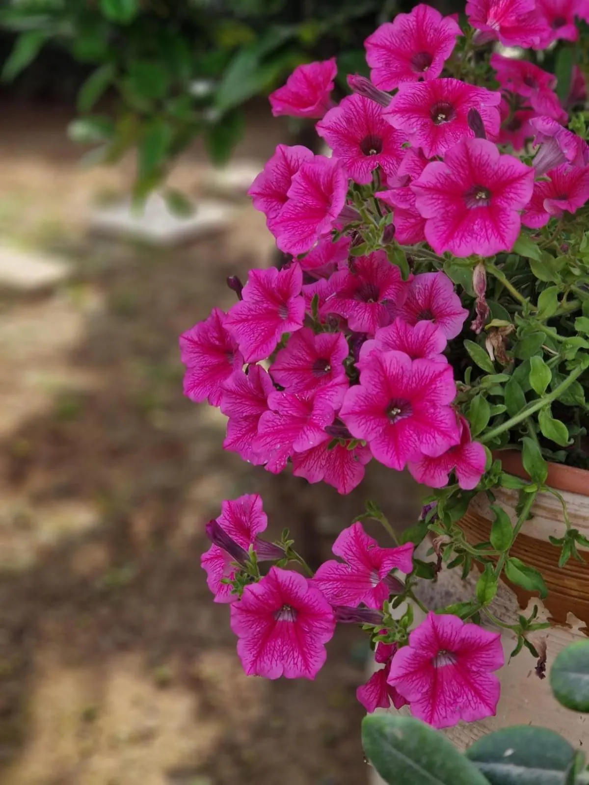 Ricordi Siciliani - Charme Rooms