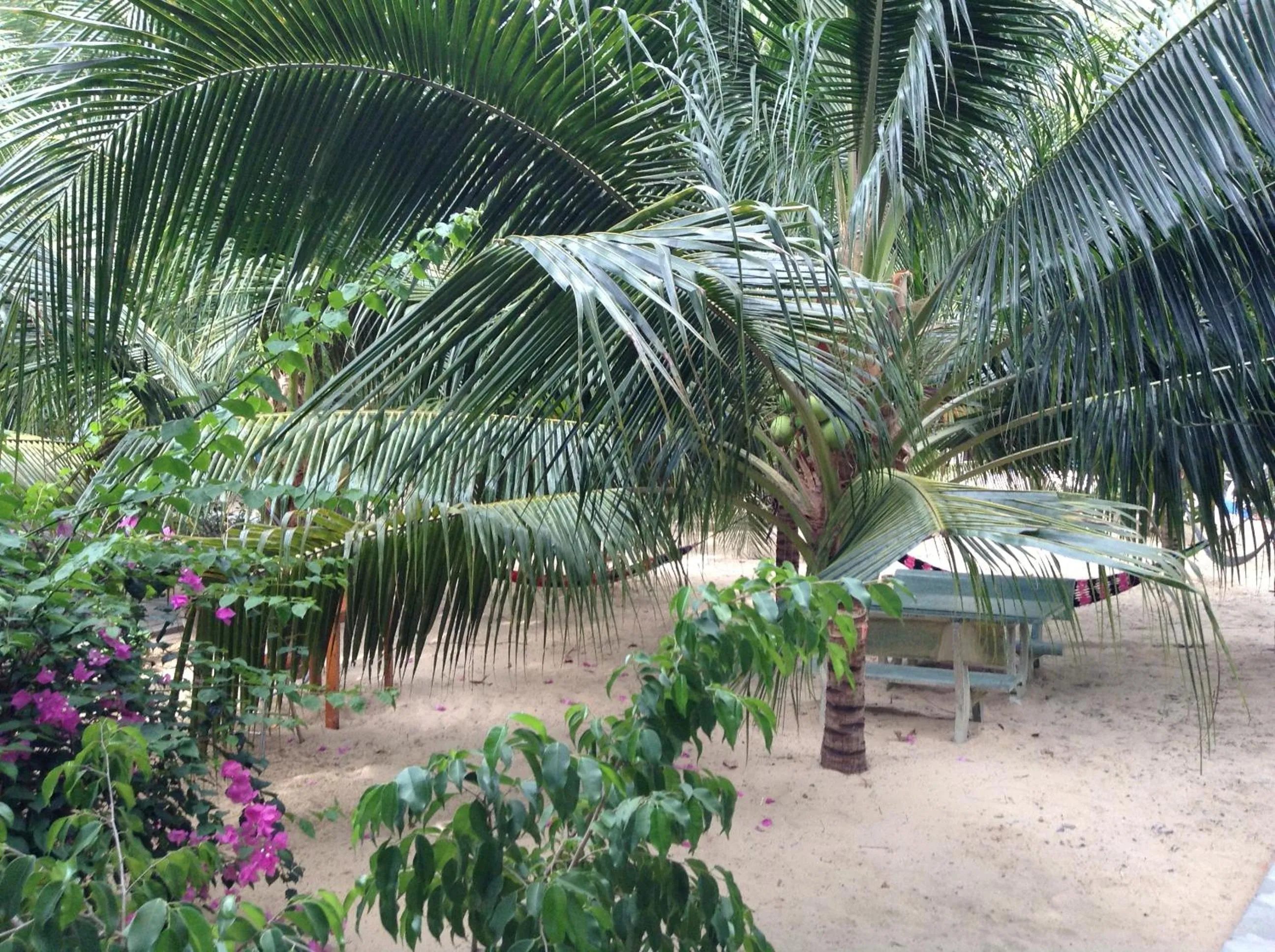 Garden in Cocosand Hotel