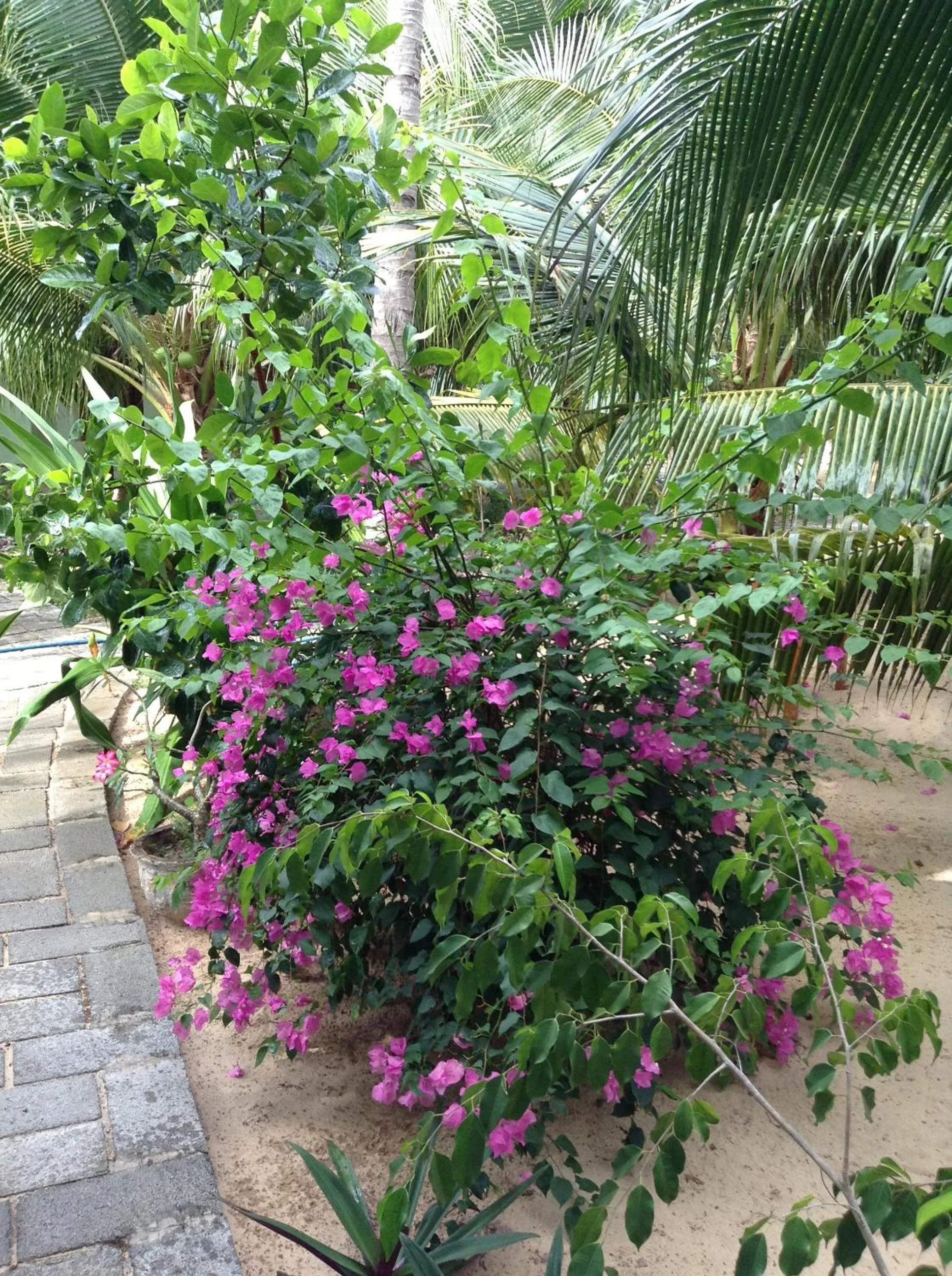 Garden in Cocosand Hotel