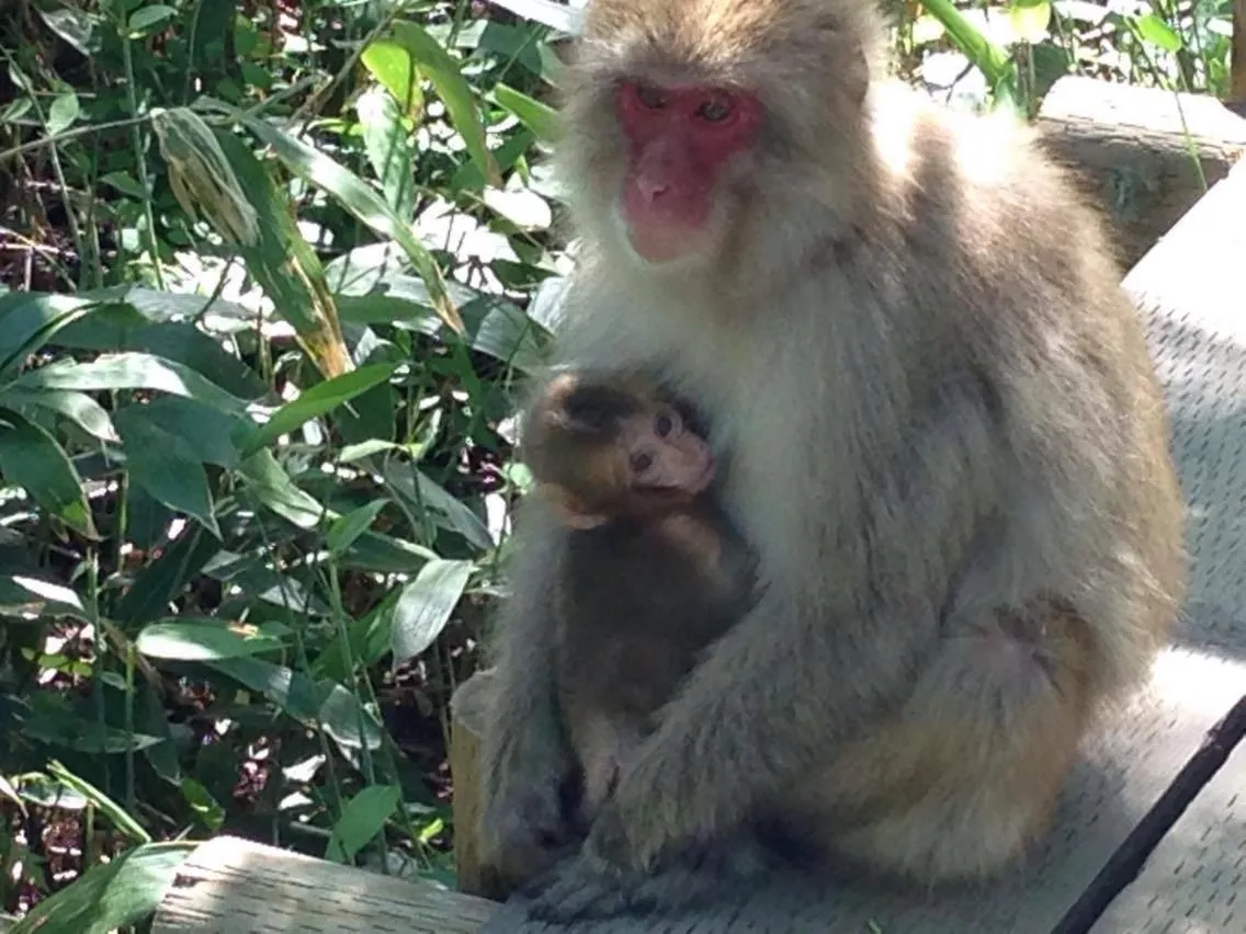 Kamikochi Lemeiesta Hotel